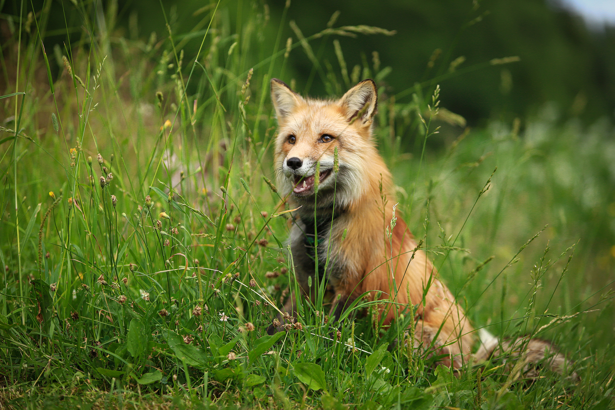 Fox best. Лиса лето. Домашняя лиса. Лиса летом фото. Летняя лиса на рабочий стол.