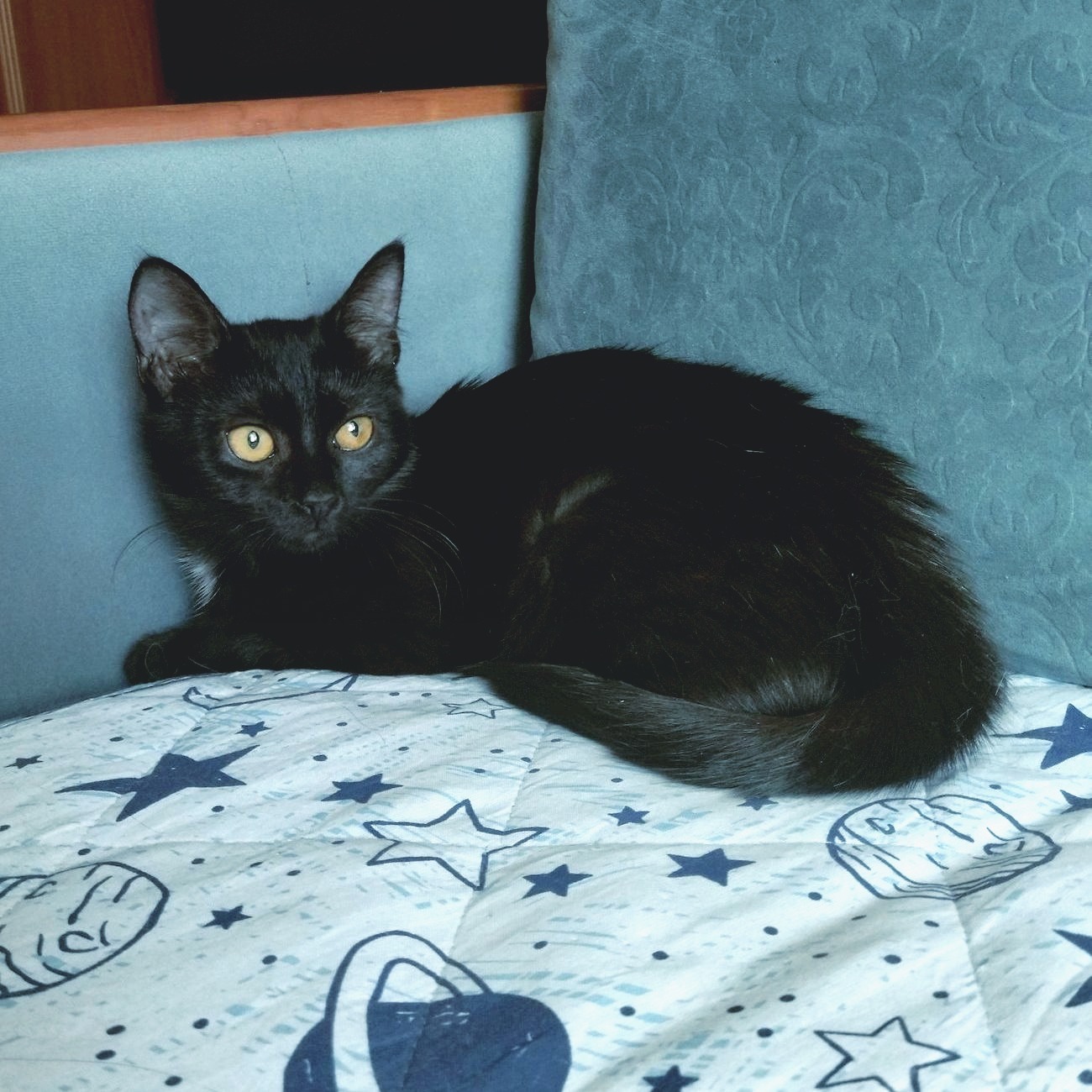 Kitty Michelle is looking for a home and a loving family - My, cat, Kittens, Animal Rescue, Helping animals, Saint Petersburg, Kolpino, No rating, In good hands, Longpost, Homeless animals