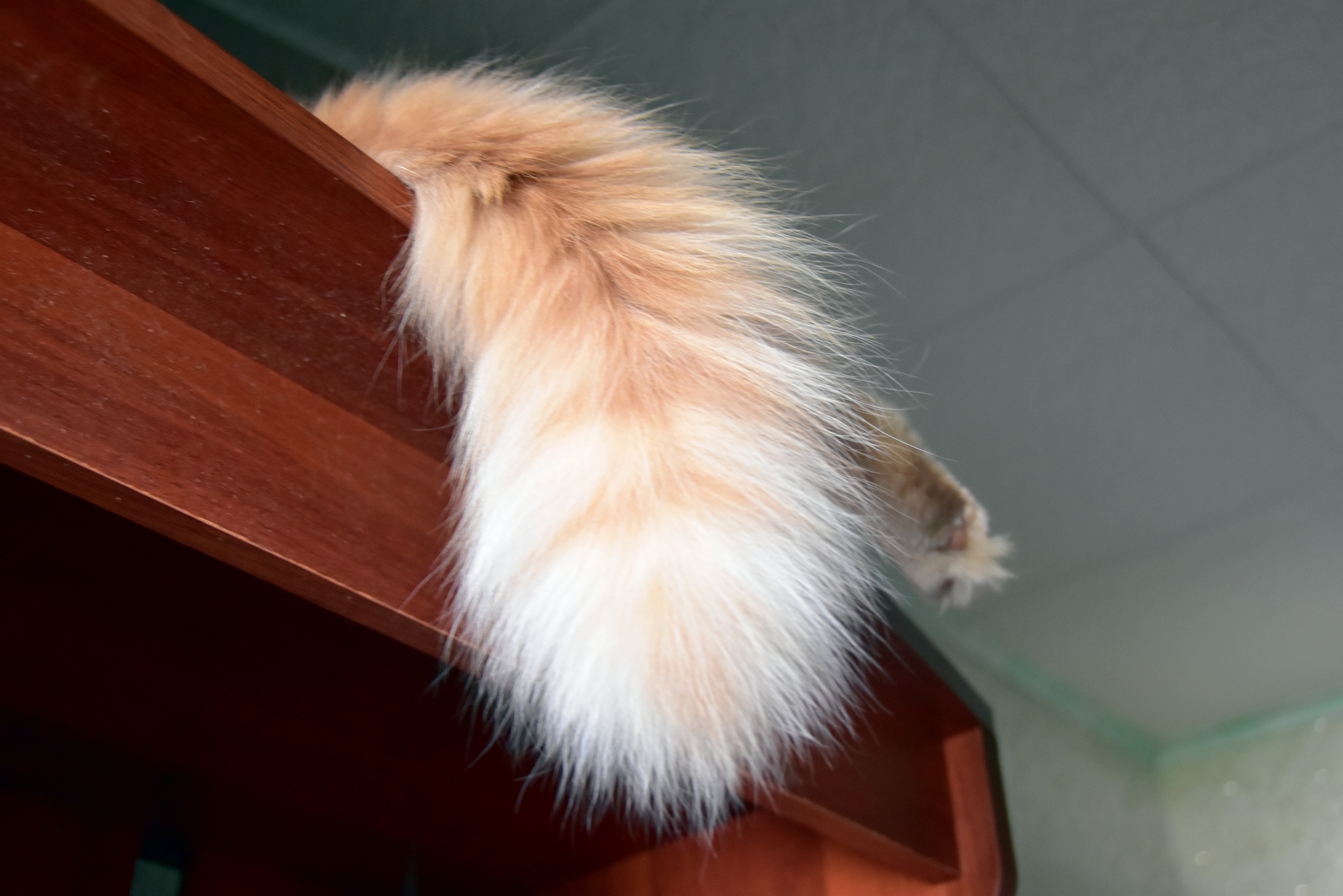 Tail фото. Кисуня.