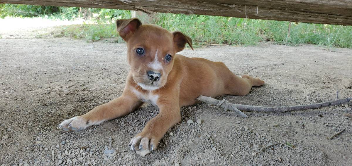 Sweet Pubs, Puppies for the soul, Tsutsenyavchina. #6 - My, Animals, Young, Canines, Dog, Puppies, Puppy (meme), Paw patrol, Longpost, Puppy Delight