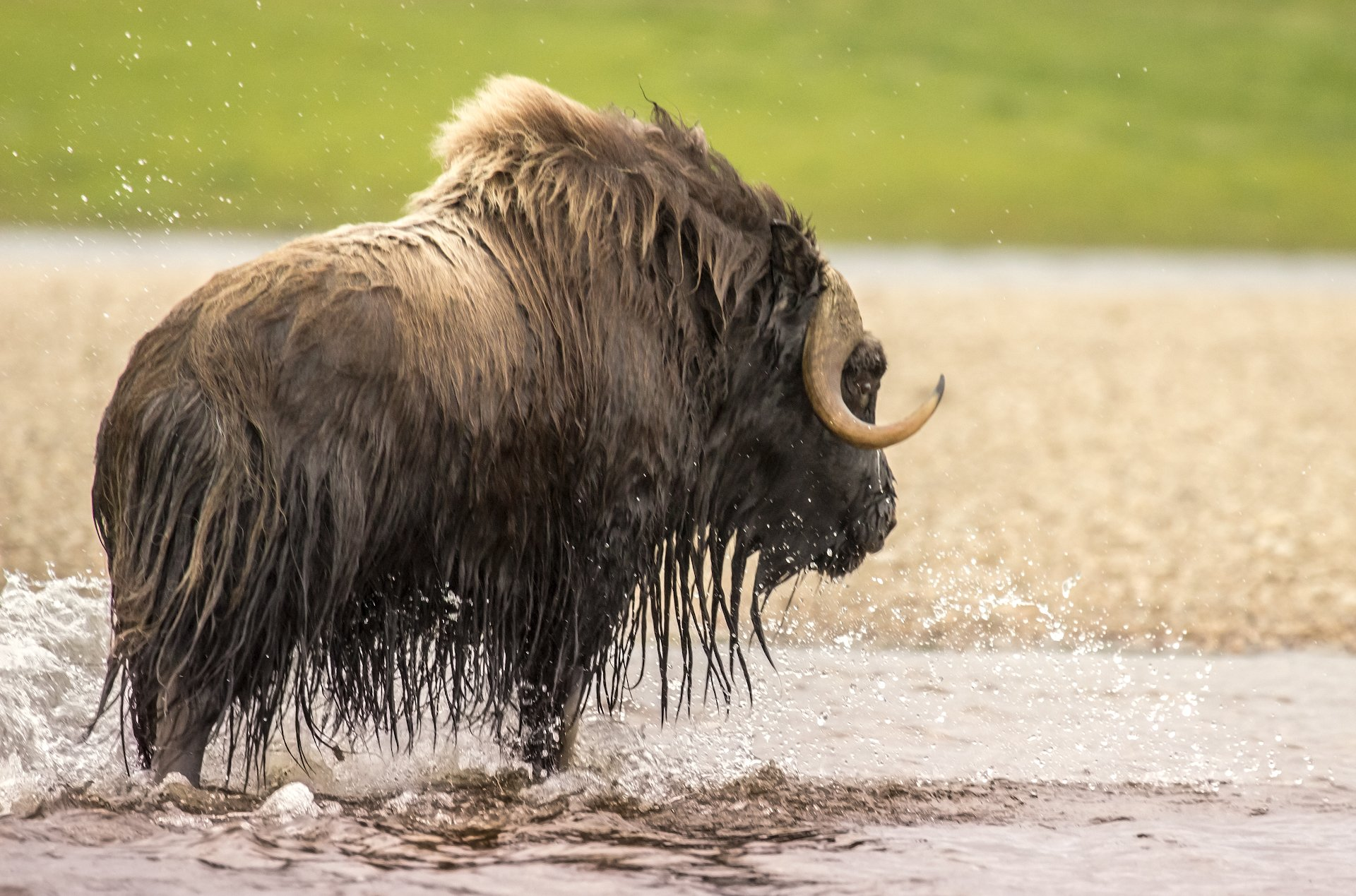 Musk ox in Yakutia - Musk ox, Floats, Olenek, River, Wild animals, The photo, Yakutia, beauty of nature, Longpost, wildlife