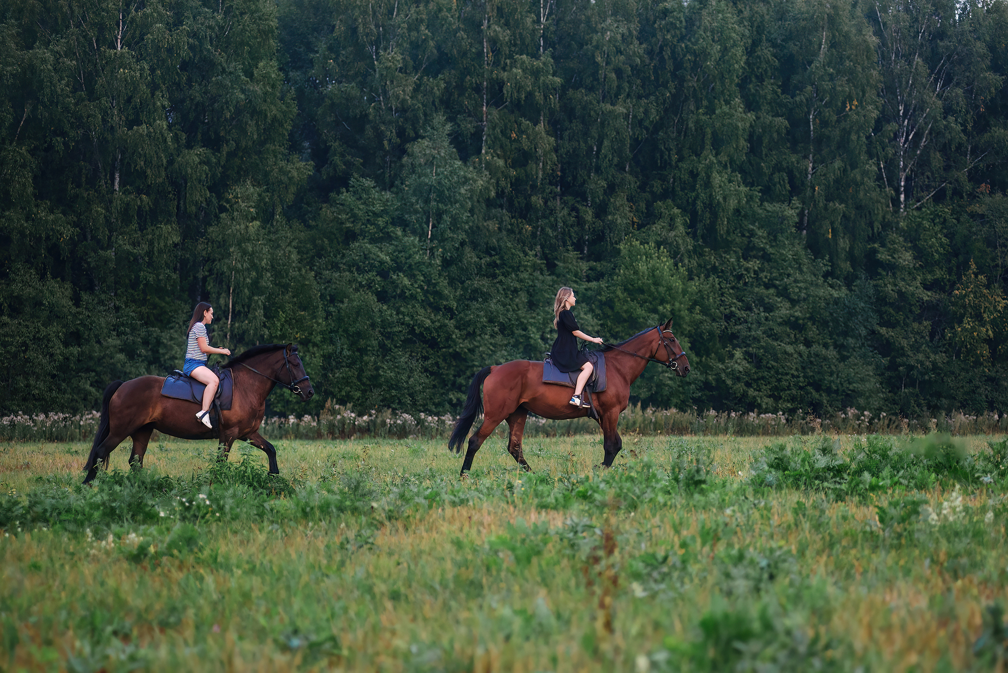 with horses - My, The photo, Forest, Pets, Summer, Grass, Walk, Horses, Girls, Children, Longpost, Volga river