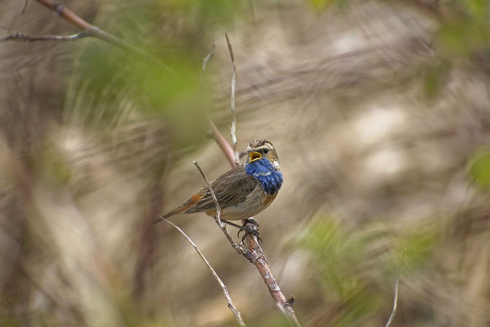 Stop taking pictures of me!!! - My, Photo hunting, Nature, Birds, Hobby, The nature of Russia, Bluethroat, beauty, beauty of nature, Ornithology, The photo