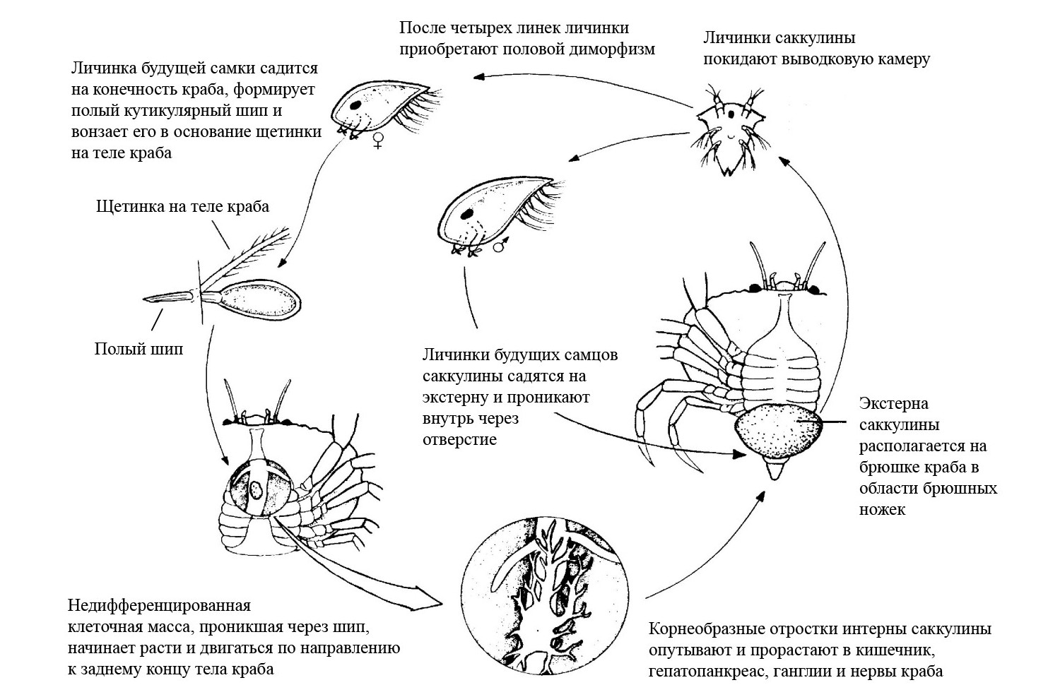 Barnacle Tumor of Sacculin - My, Sakkulina, Tumor, Cancer and oncology, Crab, Animals, Nature, Fearfully, Parasites, Something, Stranger, The science, The national geographic, Around the world, A life, Research, Longpost, Wild animals