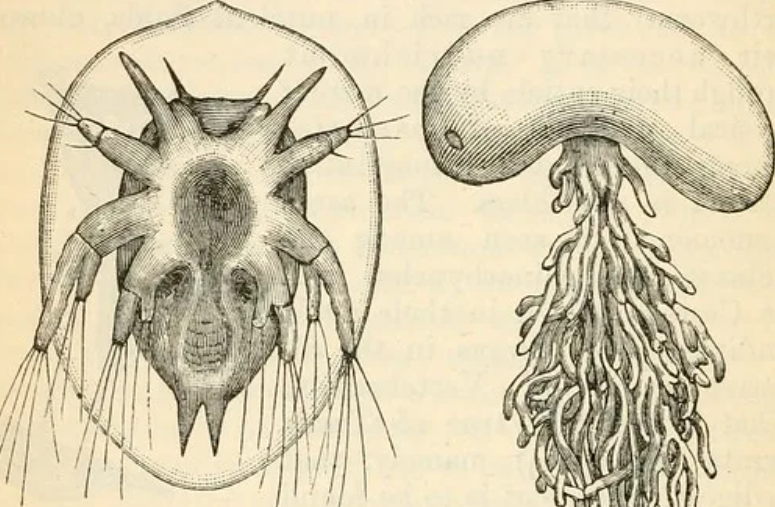 Barnacle Tumor of Sacculin - My, Sakkulina, Tumor, Cancer and oncology, Crab, Animals, Nature, Fearfully, Parasites, Something, Stranger, The science, The national geographic, Around the world, A life, Research, Longpost, Wild animals