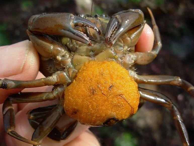 Barnacle Tumor of Sacculin - My, Sakkulina, Tumor, Cancer and oncology, Crab, Animals, Nature, Fearfully, Parasites, Something, Stranger, The science, The national geographic, Around the world, A life, Research, Longpost, Wild animals