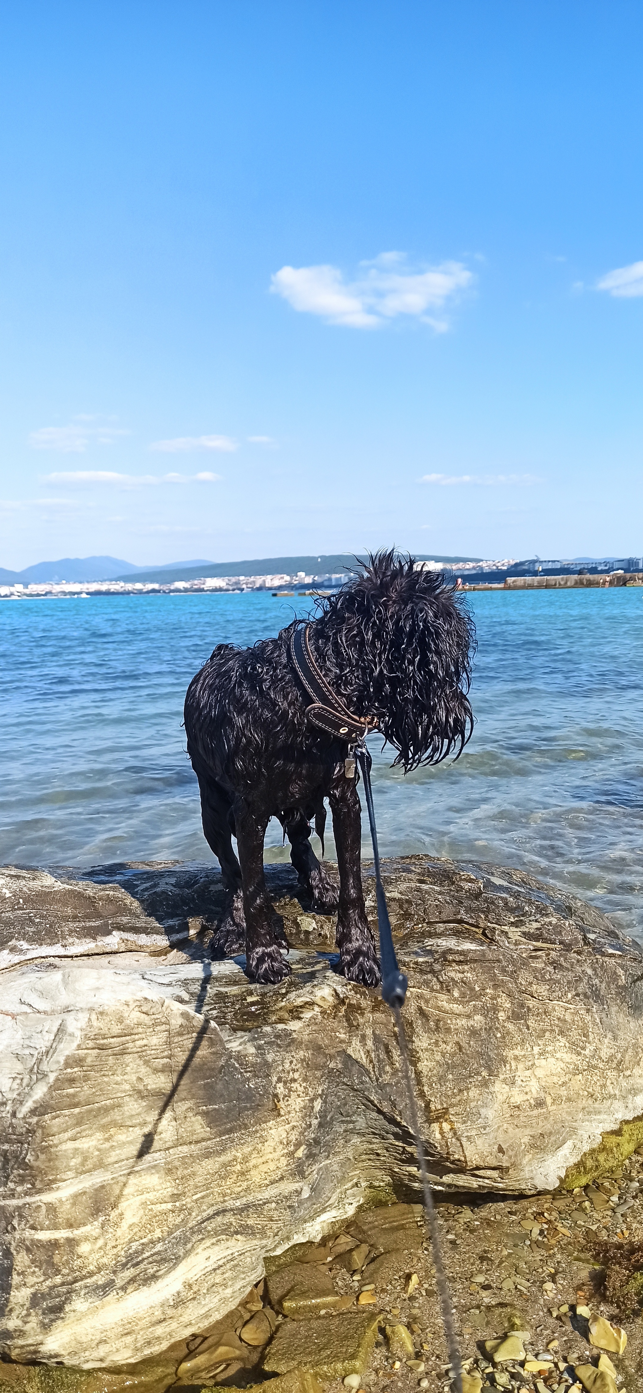 Первый раз на море - Моё, Цвергшнауцер, Море, Собака, Длиннопост, Фотография