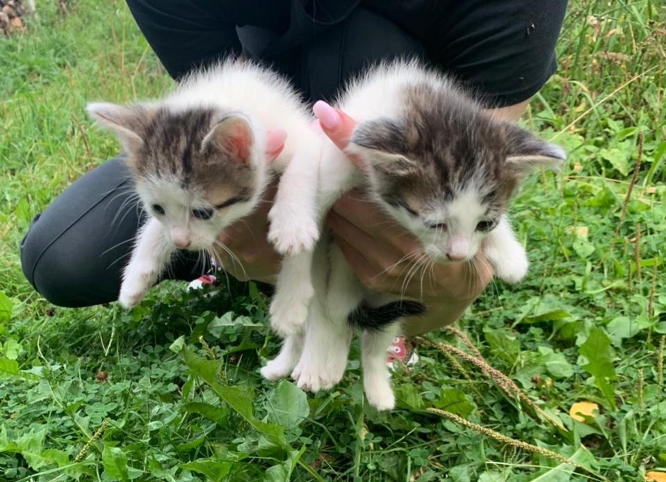 Urgently kittens in good hands! Moscow, Dmitrov, Yakhroma, Khimki, Mytishchi, Iksha, Ermolino! - My, Helping animals, Animal Rescue, Kittens, cat, Longpost, No rating, Moscow, Milota, Mytischi, Khimki, Dmitrov, Yakhroma, Iksha, Lobnya, In good hands