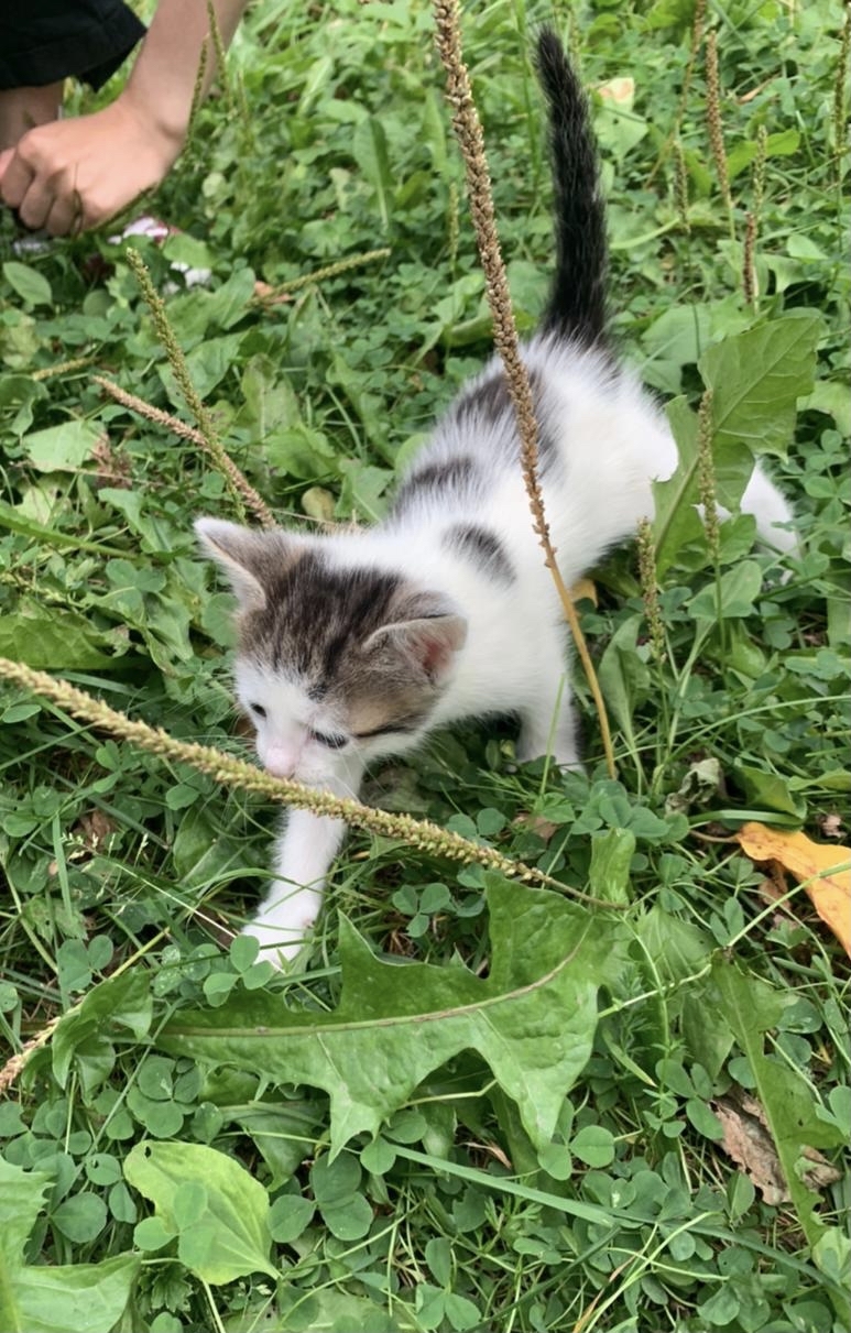 Urgently kittens in good hands! Moscow, Dmitrov, Yakhroma, Khimki, Mytishchi, Iksha, Ermolino! - My, Helping animals, Animal Rescue, Kittens, cat, Longpost, No rating, Moscow, Milota, Mytischi, Khimki, Dmitrov, Yakhroma, Iksha, Lobnya, In good hands