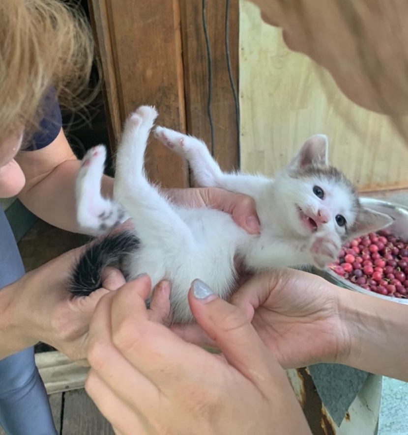 Urgently kittens in good hands! Moscow, Dmitrov, Yakhroma, Khimki, Mytishchi, Iksha, Ermolino! - My, Helping animals, Animal Rescue, Kittens, cat, Longpost, No rating, Moscow, Milota, Mytischi, Khimki, Dmitrov, Yakhroma, Iksha, Lobnya, In good hands