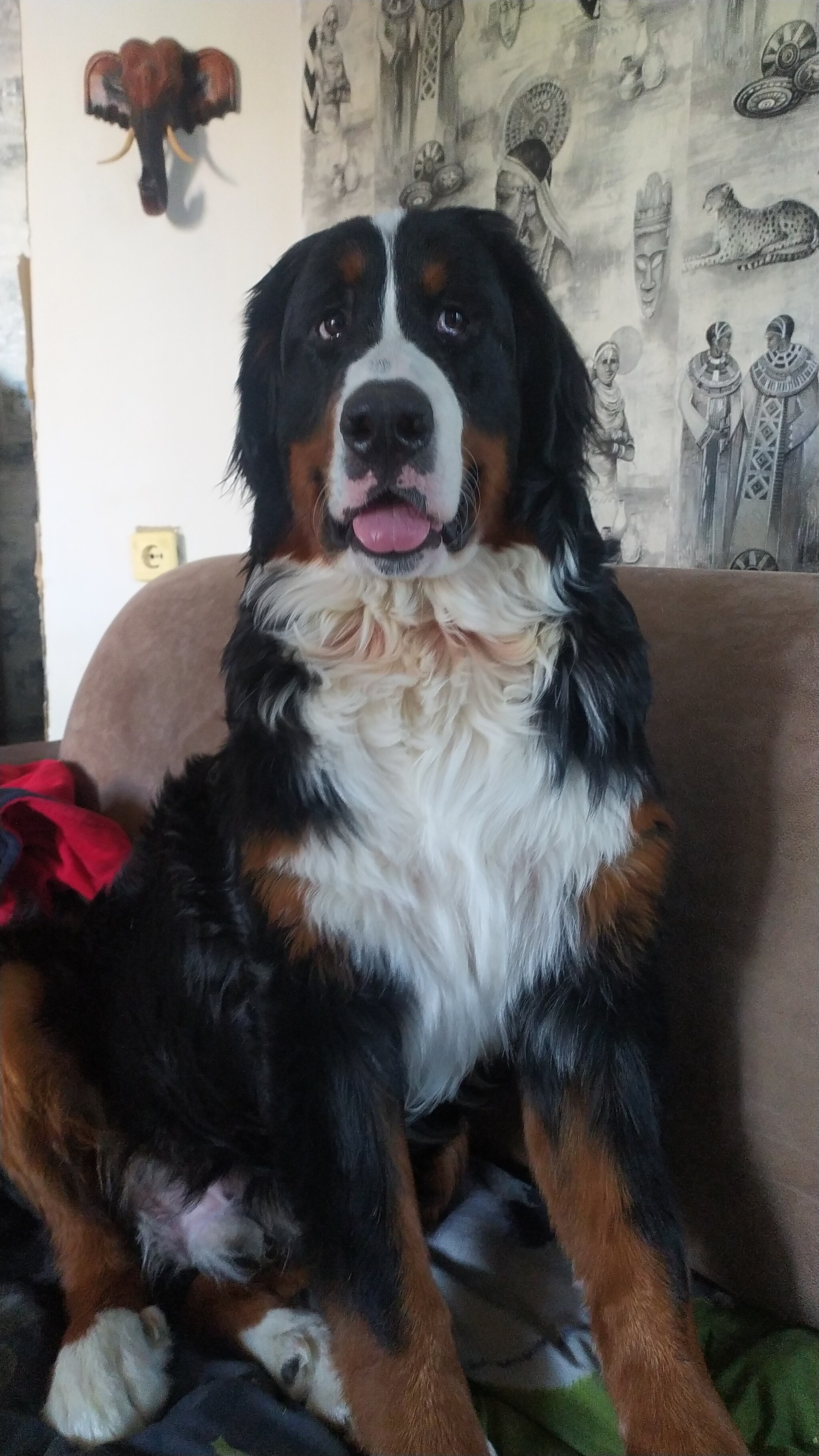 My Bern (Semuel) - My, Dog, Bernese mountain dog, Longpost