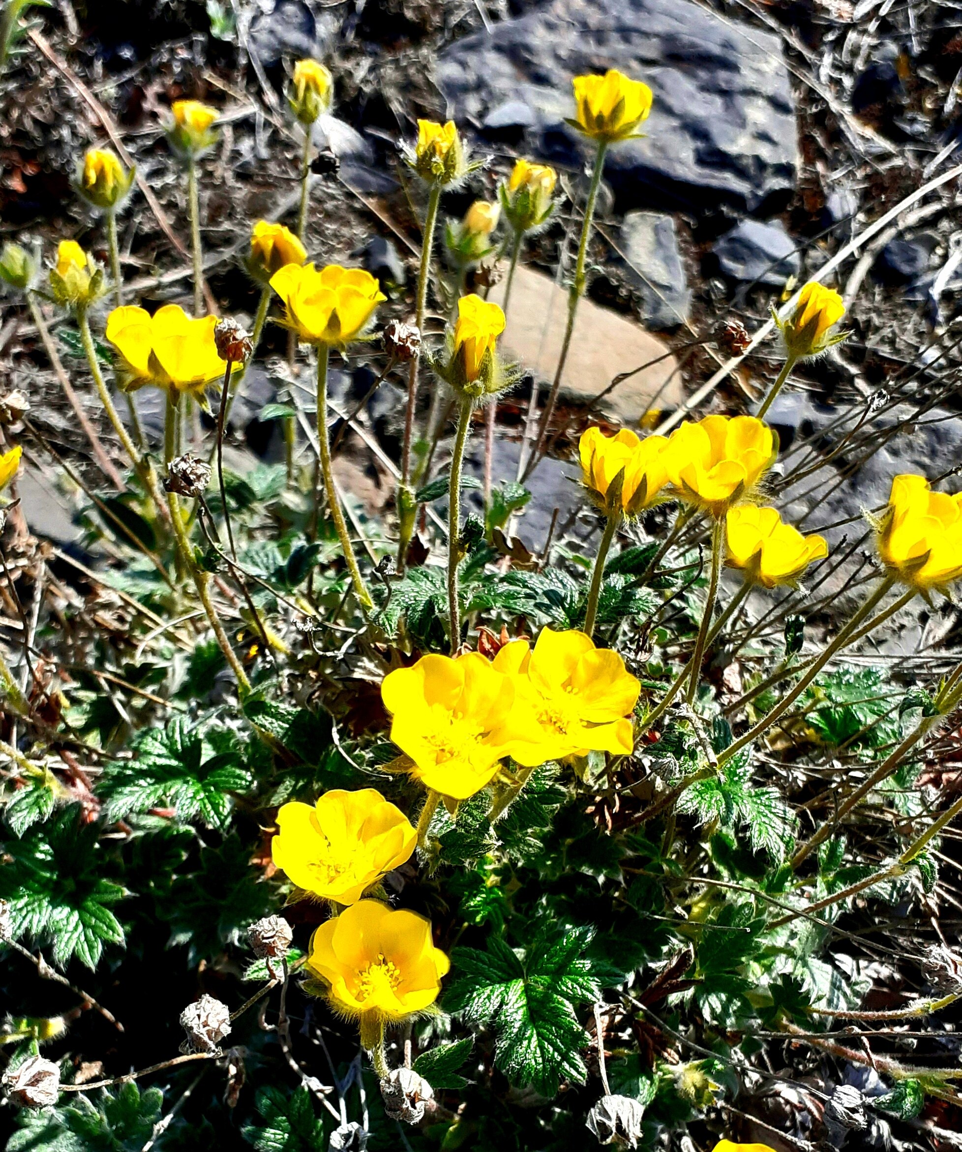 There is a city of Pevek in Chukotka. Tundra summer 2h - My, Pevek, Tundra, Summer, The photo, Arctic, North, Longpost, Chukotka, Plants