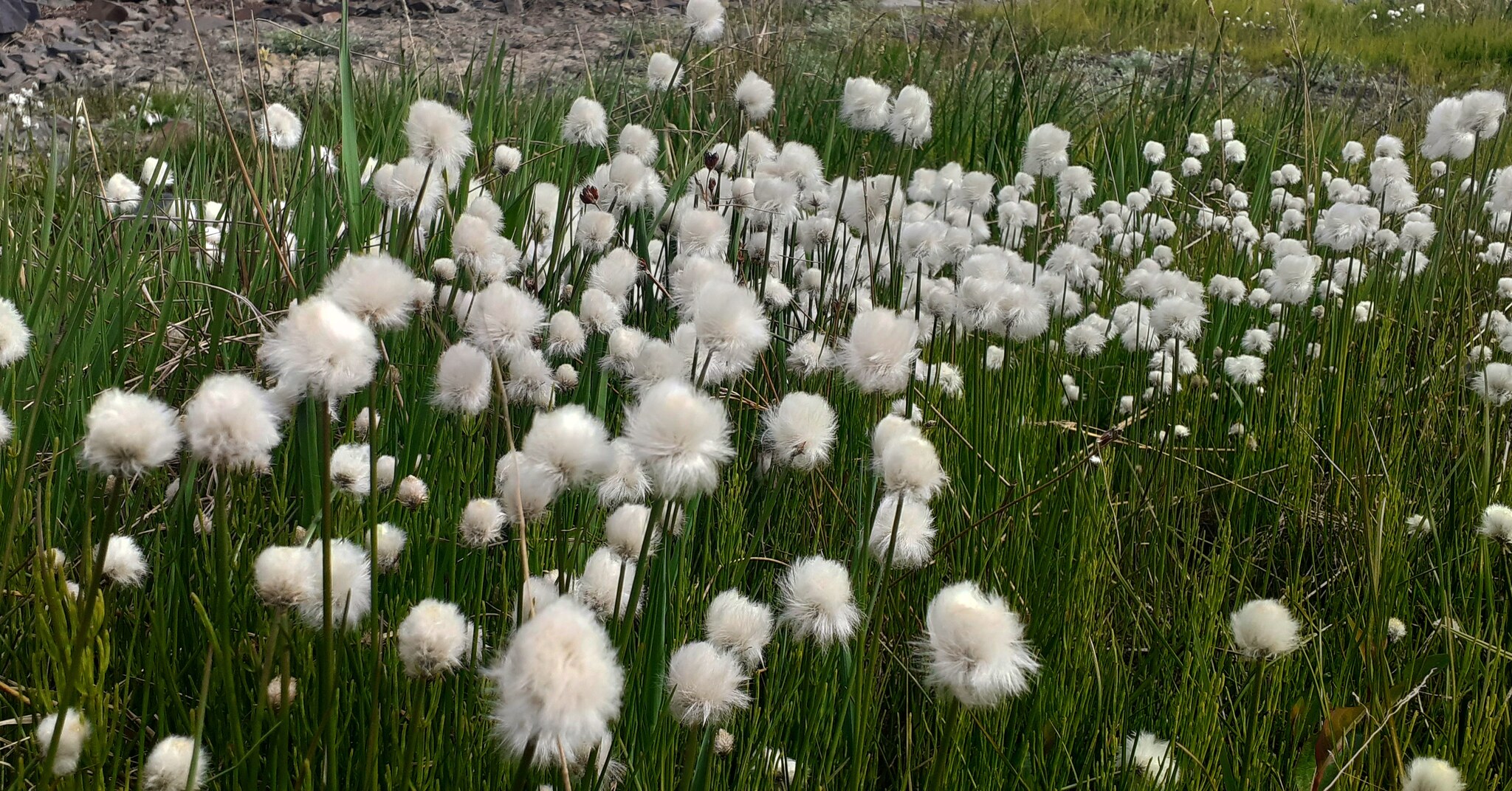 There is a city of Pevek in Chukotka. Tundra summer 2h - My, Pevek, Tundra, Summer, The photo, Arctic, North, Longpost, Chukotka, Plants