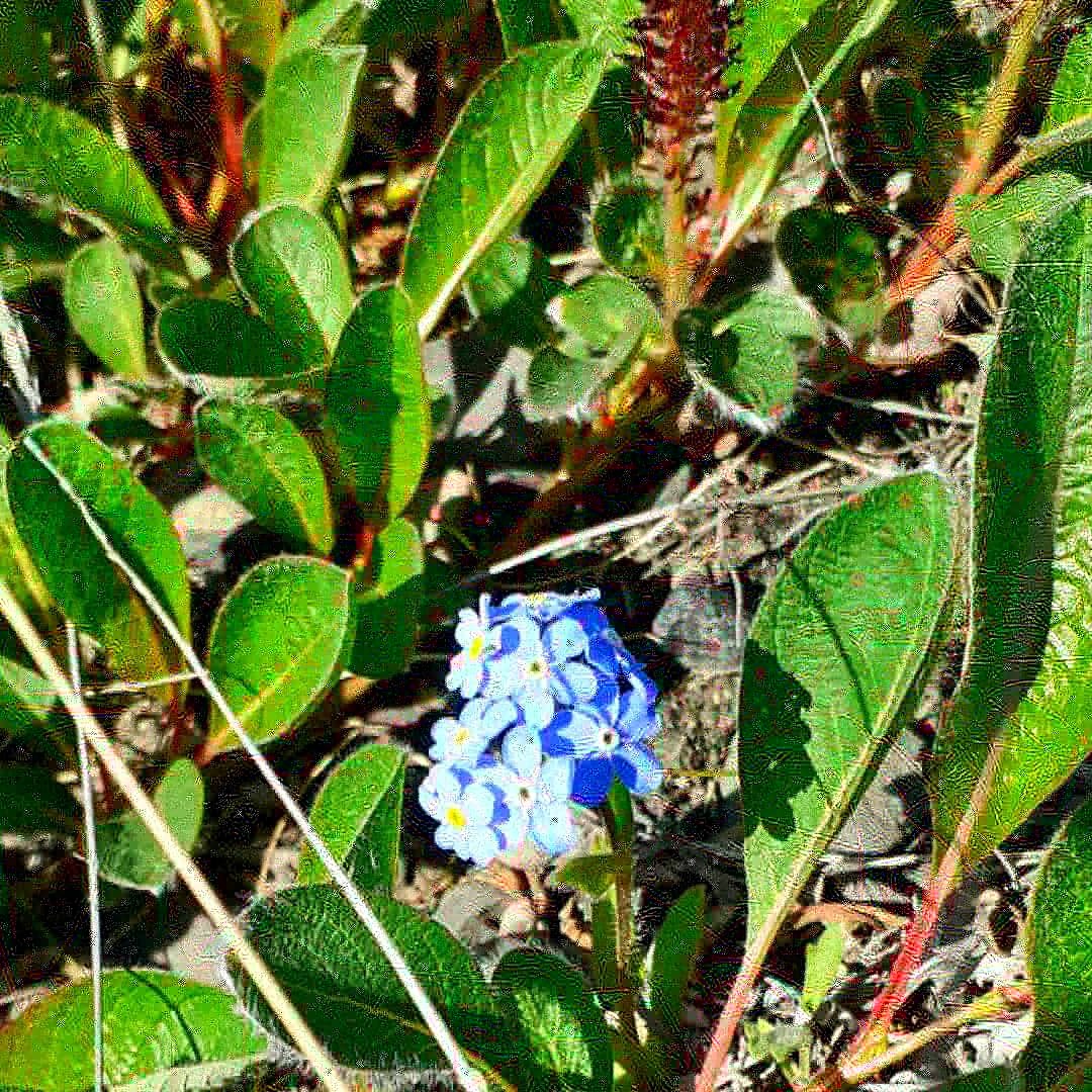 There is a city of Pevek in Chukotka. Tundra summer 2h - My, Pevek, Tundra, Summer, The photo, Arctic, North, Longpost, Chukotka, Plants