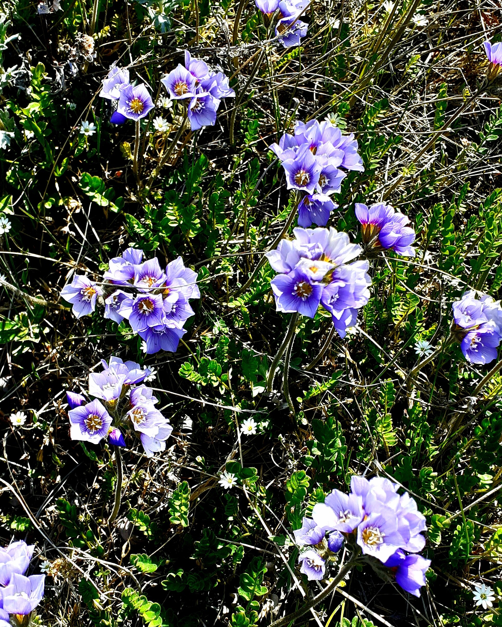 There is a city of Pevek in Chukotka. Tundra summer 2h - My, Pevek, Tundra, Summer, The photo, Arctic, North, Longpost, Chukotka, Plants