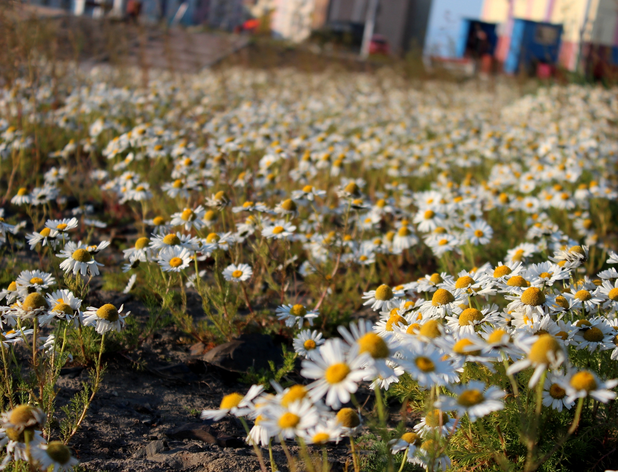 There is a city of Pevek in Chukotka. Tundra summer 2h - My, Pevek, Tundra, Summer, The photo, Arctic, North, Longpost, Chukotka, Plants