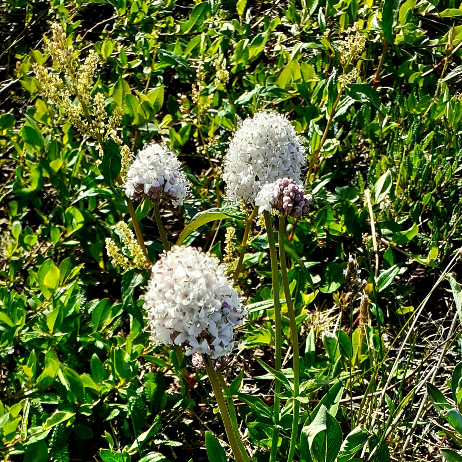 There is a city of Pevek in Chukotka. Tundra summer 2h - My, Pevek, Tundra, Summer, The photo, Arctic, North, Longpost, Chukotka, Plants