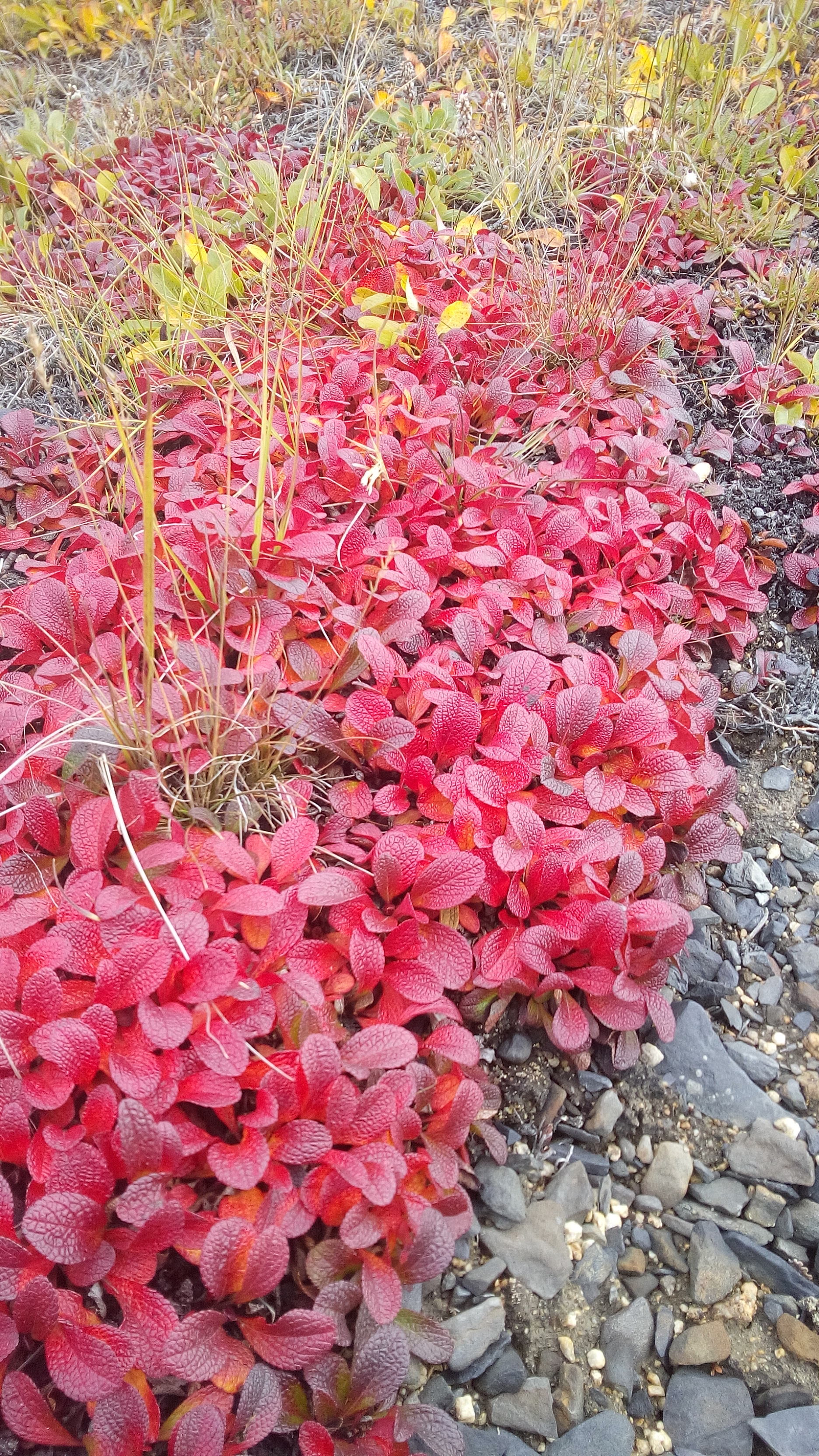 There is a city of Pevek in Chukotka. Tundra summer 2h - My, Pevek, Tundra, Summer, The photo, Arctic, North, Longpost, Chukotka, Plants