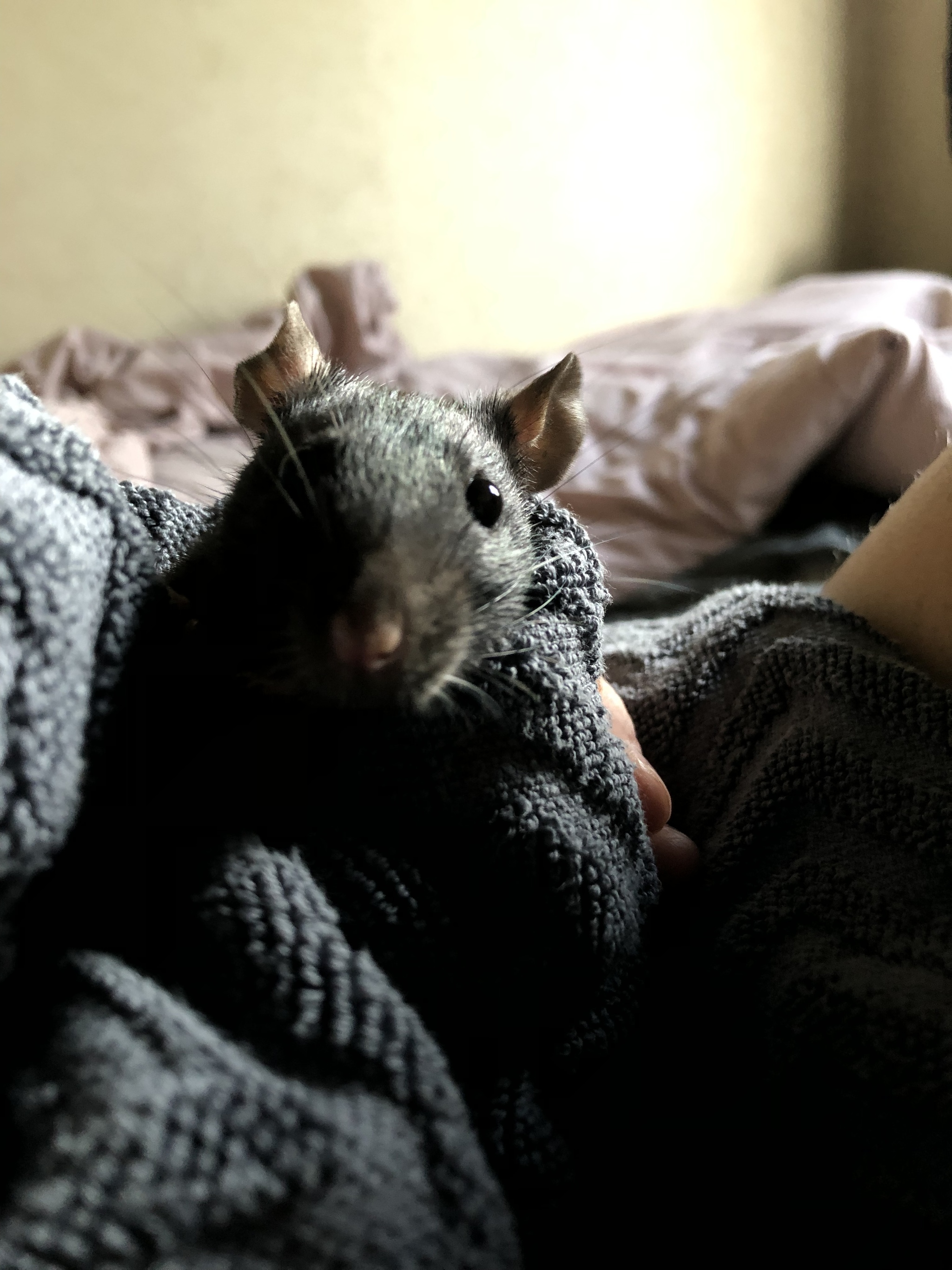 love - My, Rat, Decorative rats, Rodents, Longpost, Pets