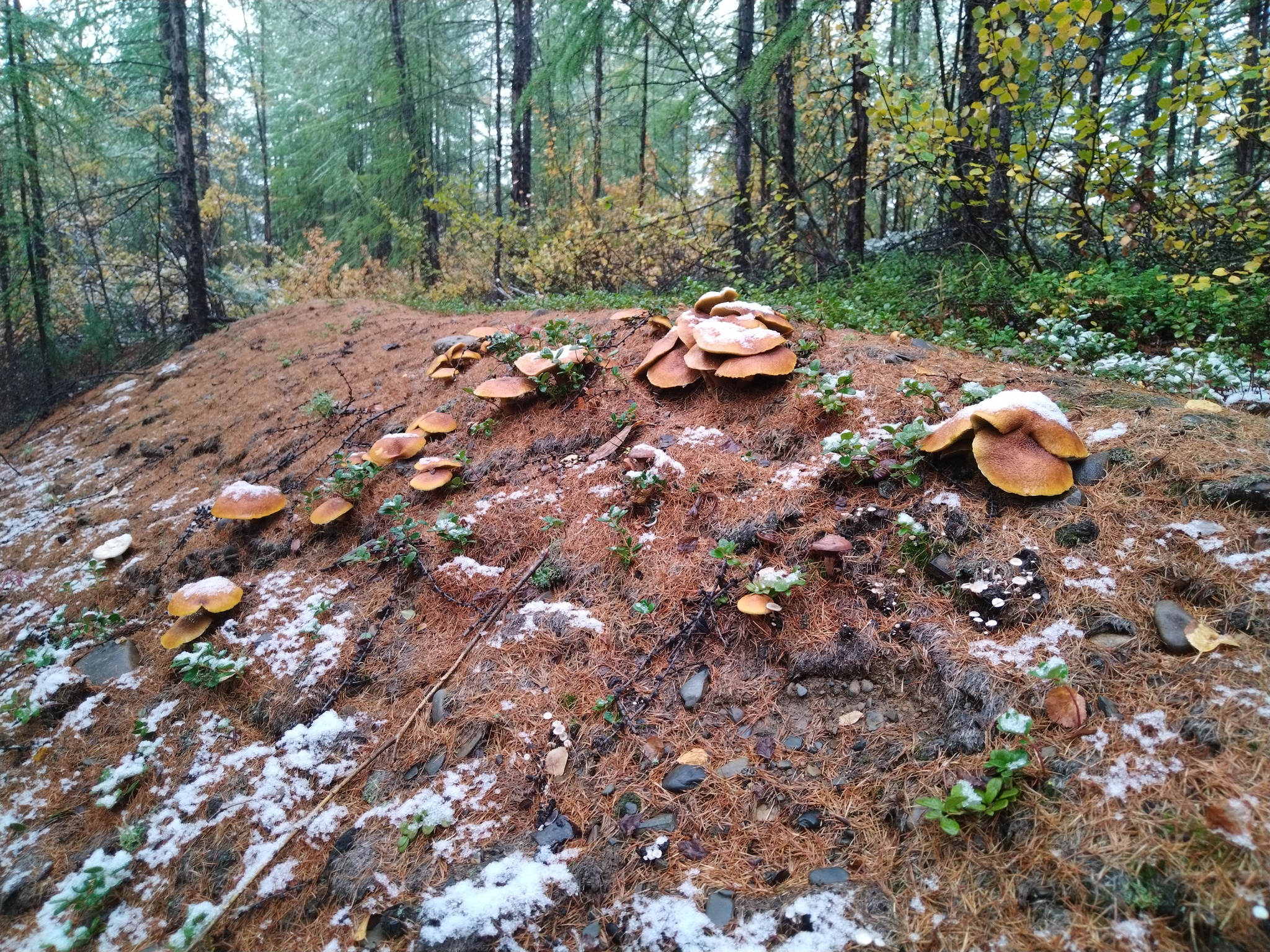 First snow - My, Snow, Mushrooms, Magadan Region, Autumn, Forest, Longpost, The photo, Dog