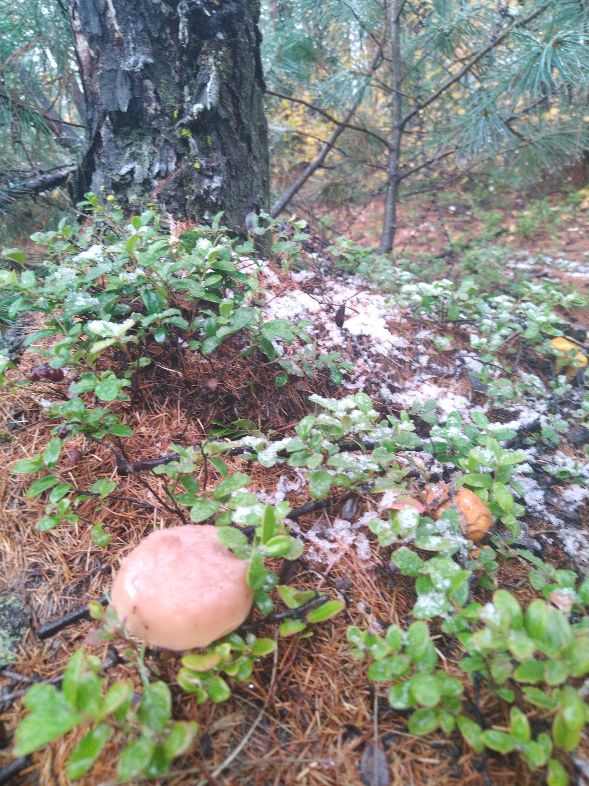 First snow - My, Snow, Mushrooms, Magadan Region, Autumn, Forest, Longpost, The photo, Dog