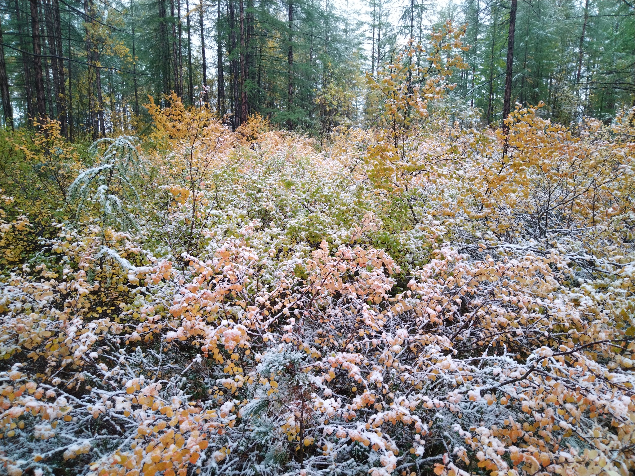 First snow - My, Snow, Mushrooms, Magadan Region, Autumn, Forest, Longpost, The photo, Dog