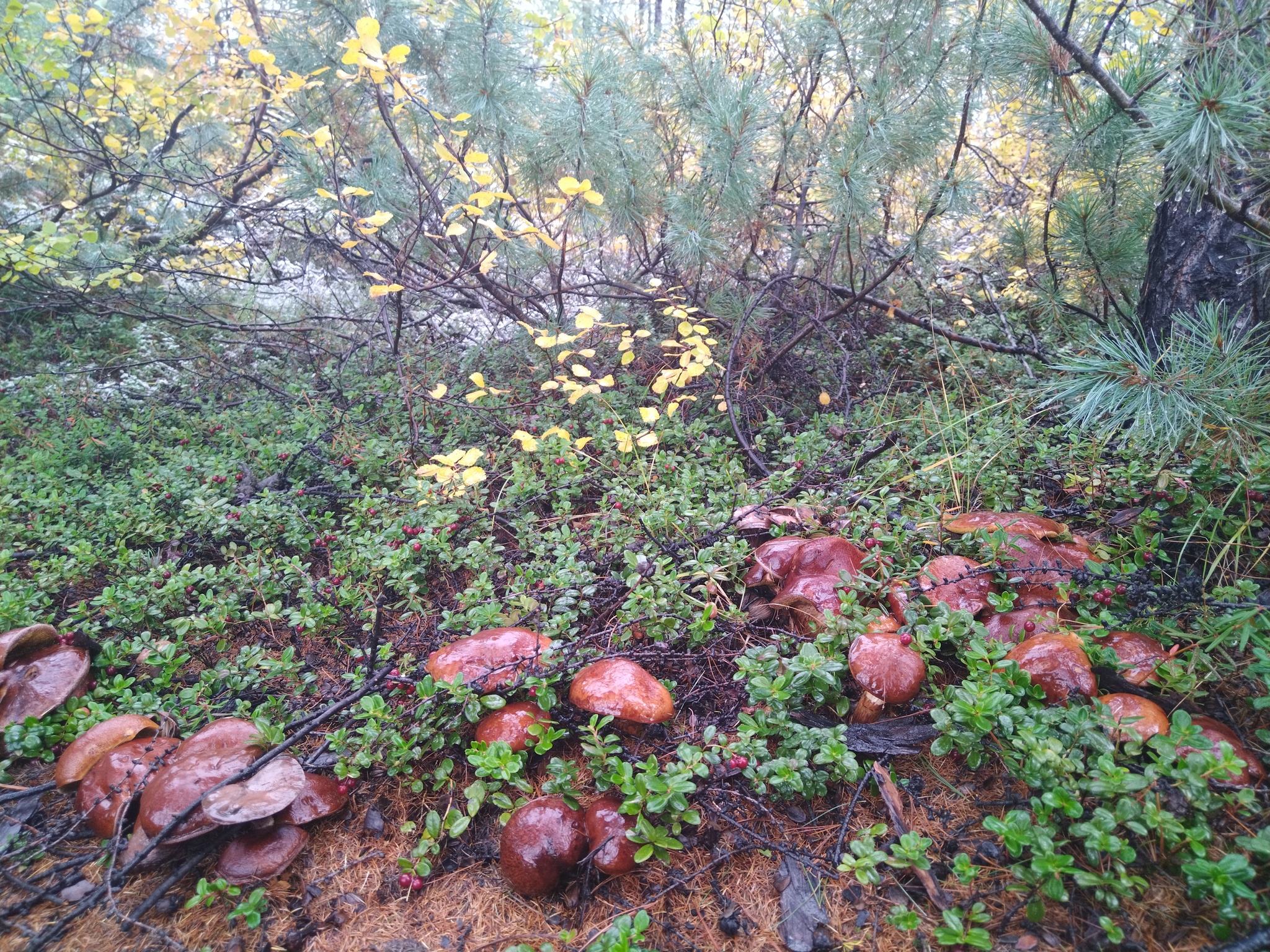 First snow - My, Snow, Mushrooms, Magadan Region, Autumn, Forest, Longpost, The photo, Dog