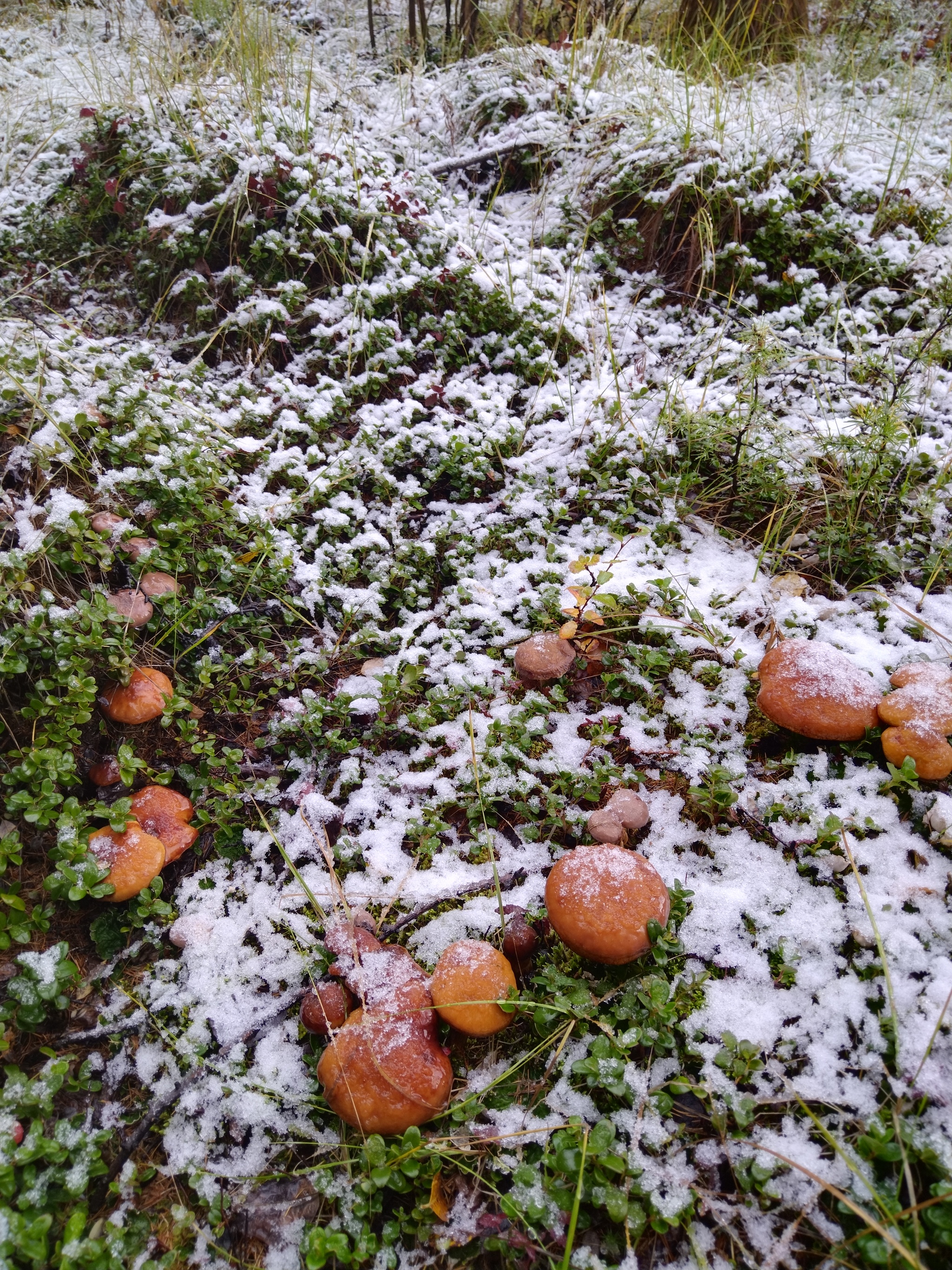 First snow - My, Snow, Mushrooms, Magadan Region, Autumn, Forest, Longpost, The photo, Dog