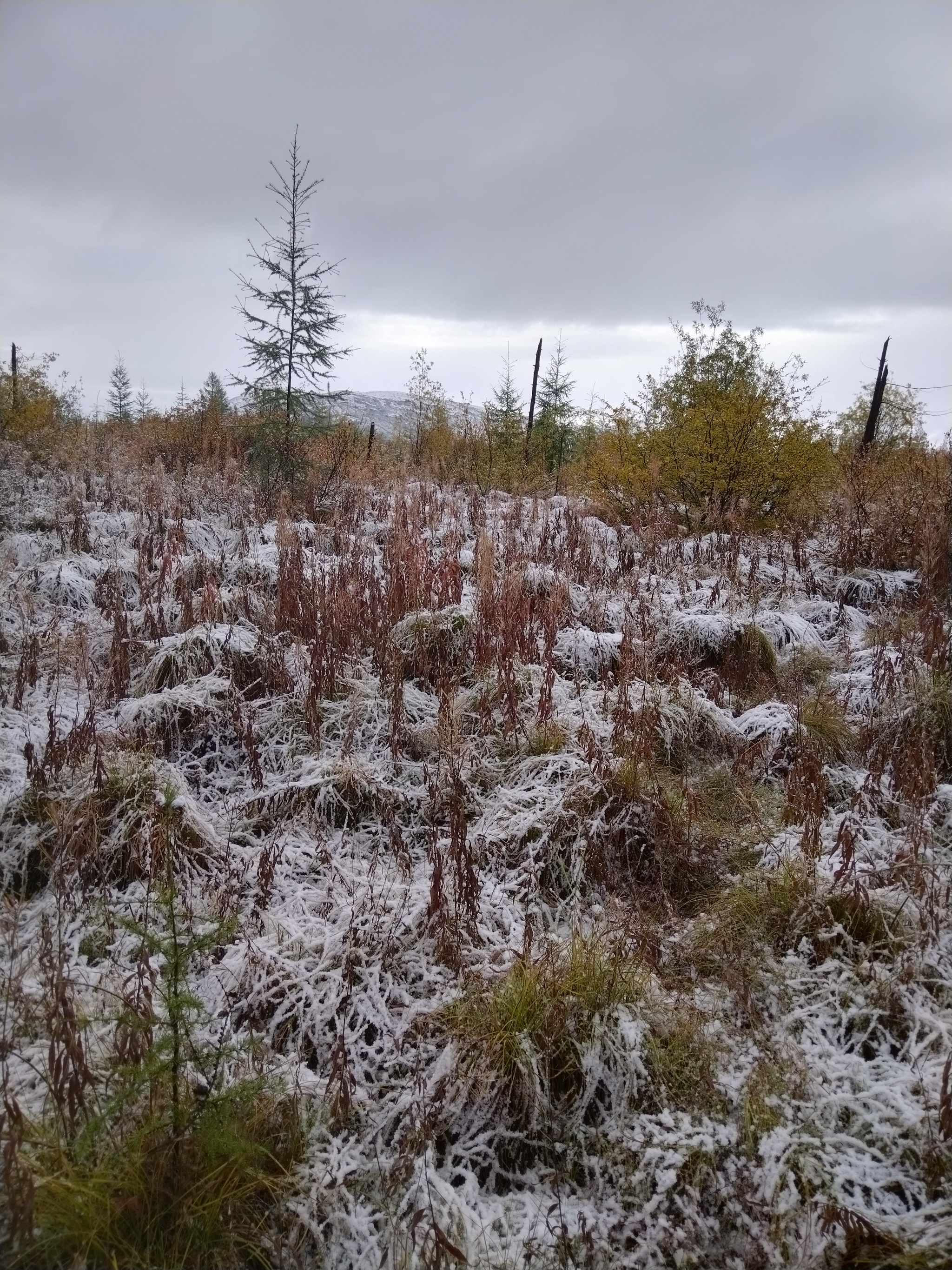 First snow - My, Snow, Mushrooms, Magadan Region, Autumn, Forest, Longpost, The photo, Dog