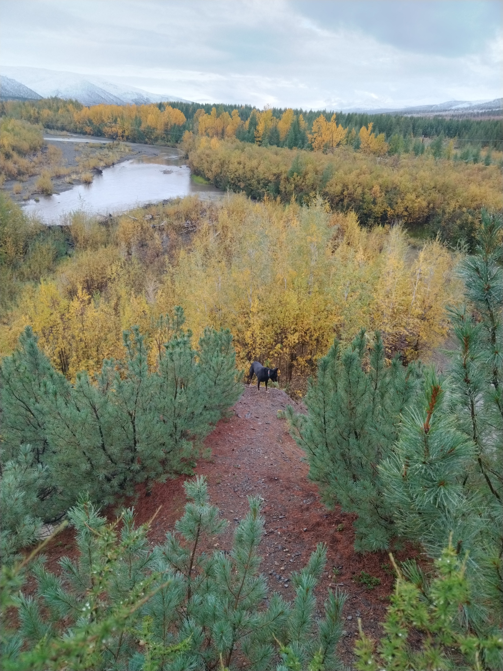 First snow - My, Snow, Mushrooms, Magadan Region, Autumn, Forest, Longpost, The photo, Dog