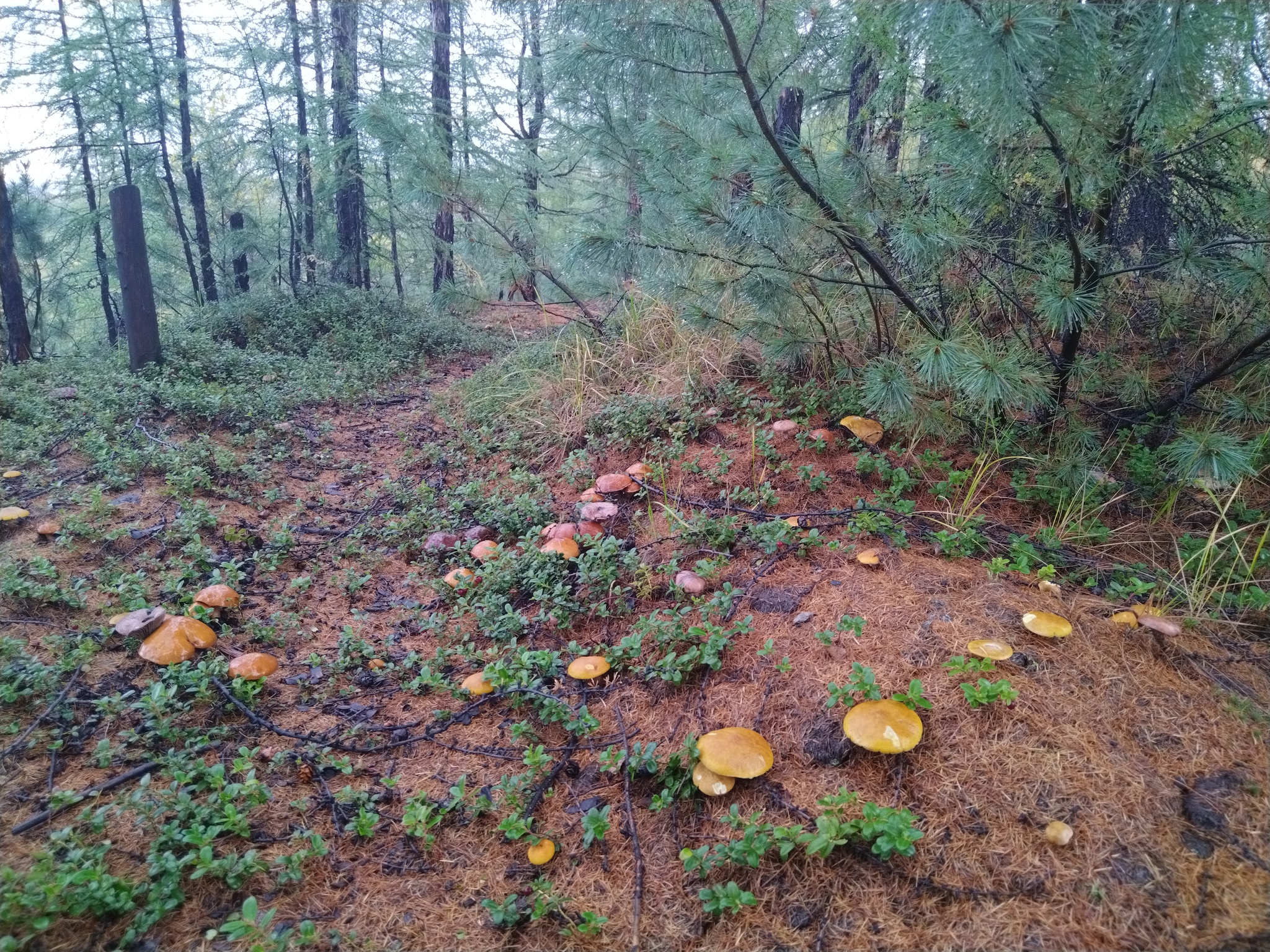 First snow - My, Snow, Mushrooms, Magadan Region, Autumn, Forest, Longpost, The photo, Dog