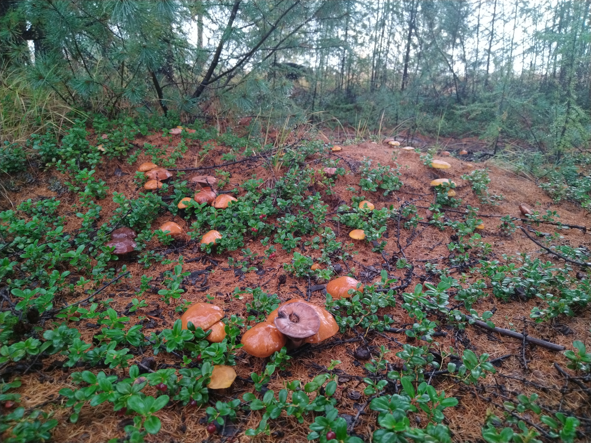 First snow - My, Snow, Mushrooms, Magadan Region, Autumn, Forest, Longpost, The photo, Dog