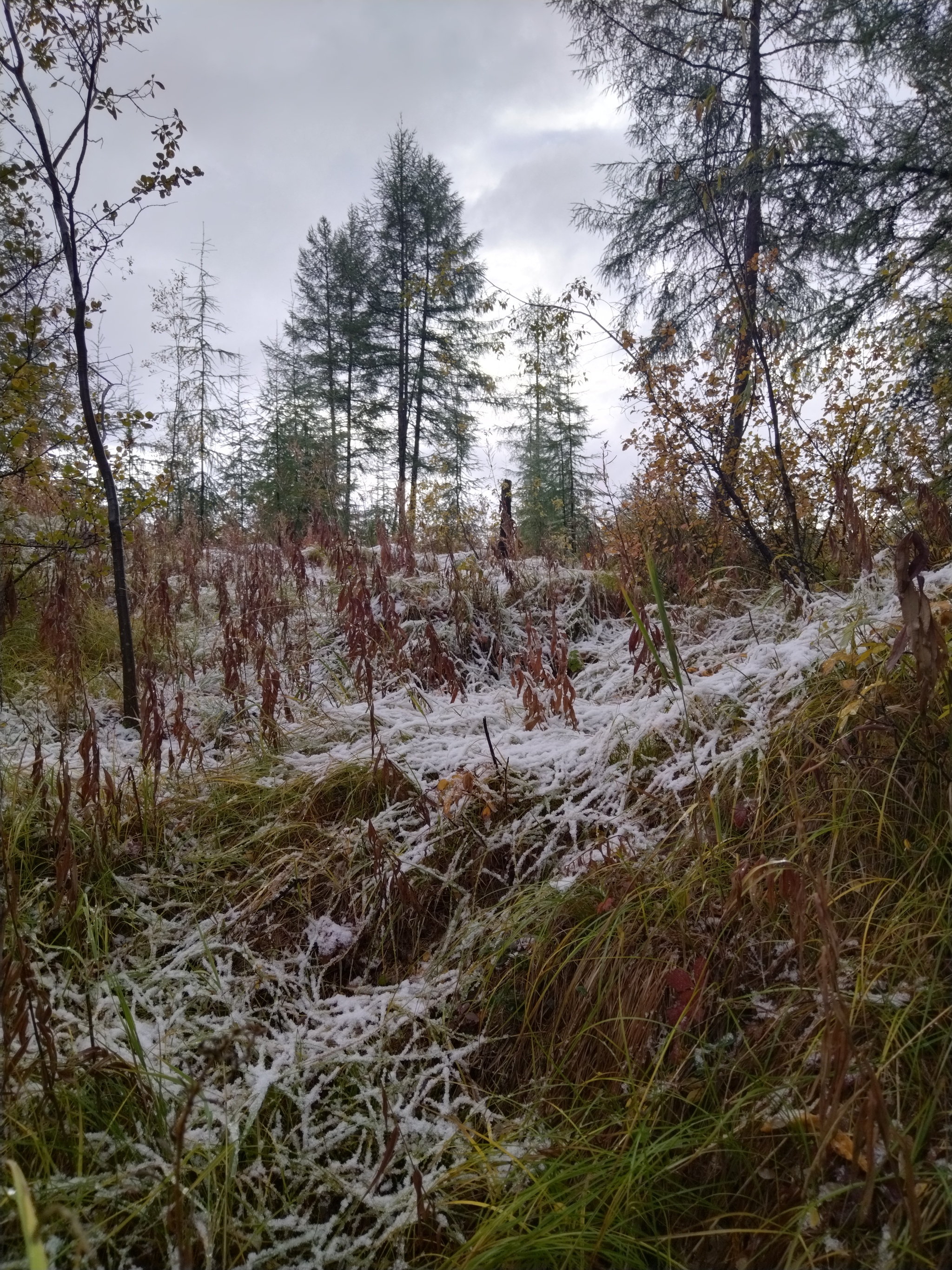 First snow - My, Snow, Mushrooms, Magadan Region, Autumn, Forest, Longpost, The photo, Dog