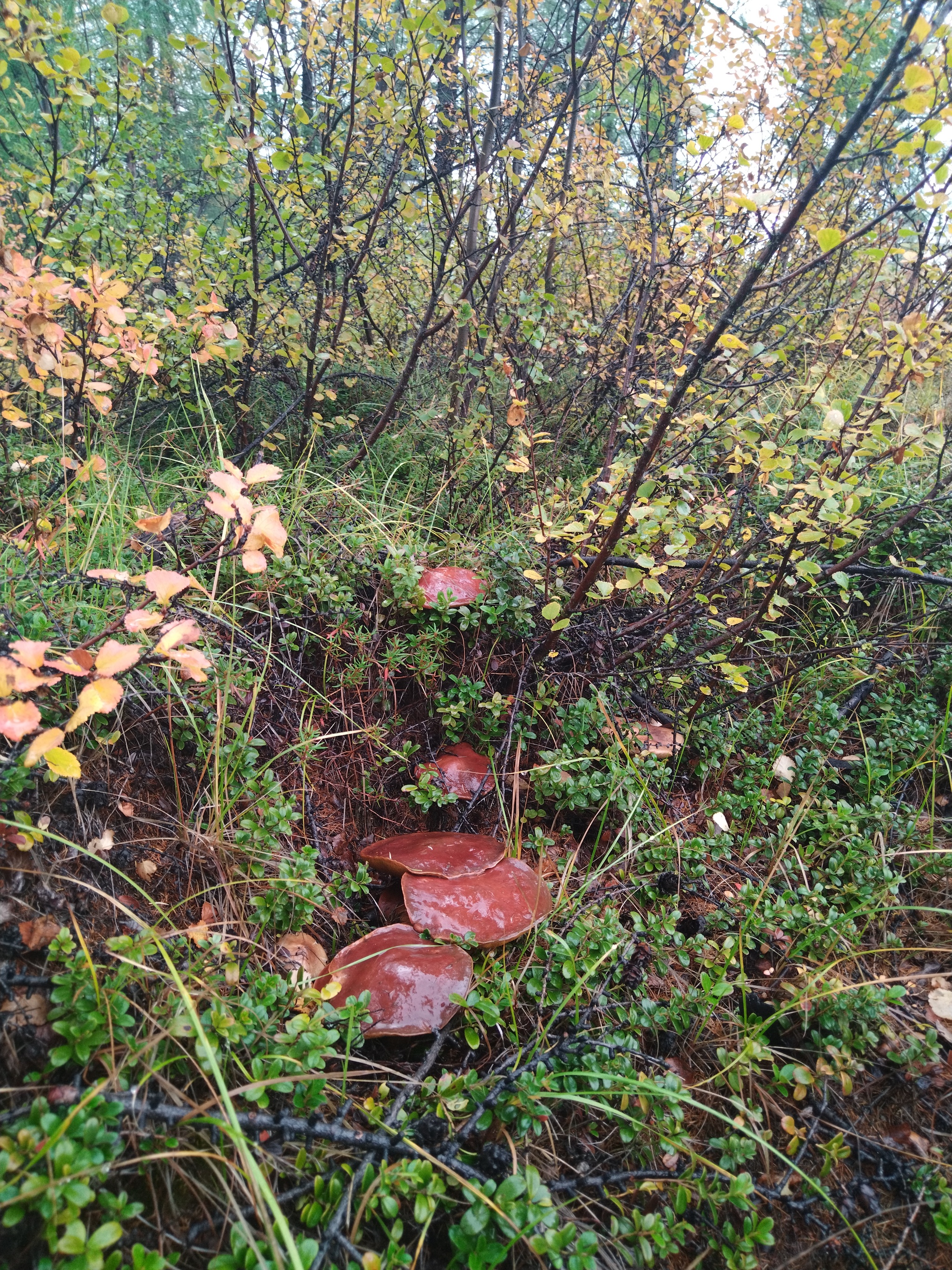 First snow - My, Snow, Mushrooms, Magadan Region, Autumn, Forest, Longpost, The photo, Dog