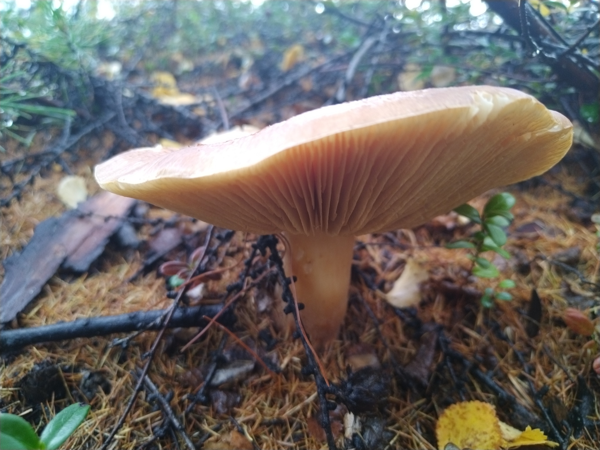 First snow - My, Snow, Mushrooms, Magadan Region, Autumn, Forest, Longpost, The photo, Dog