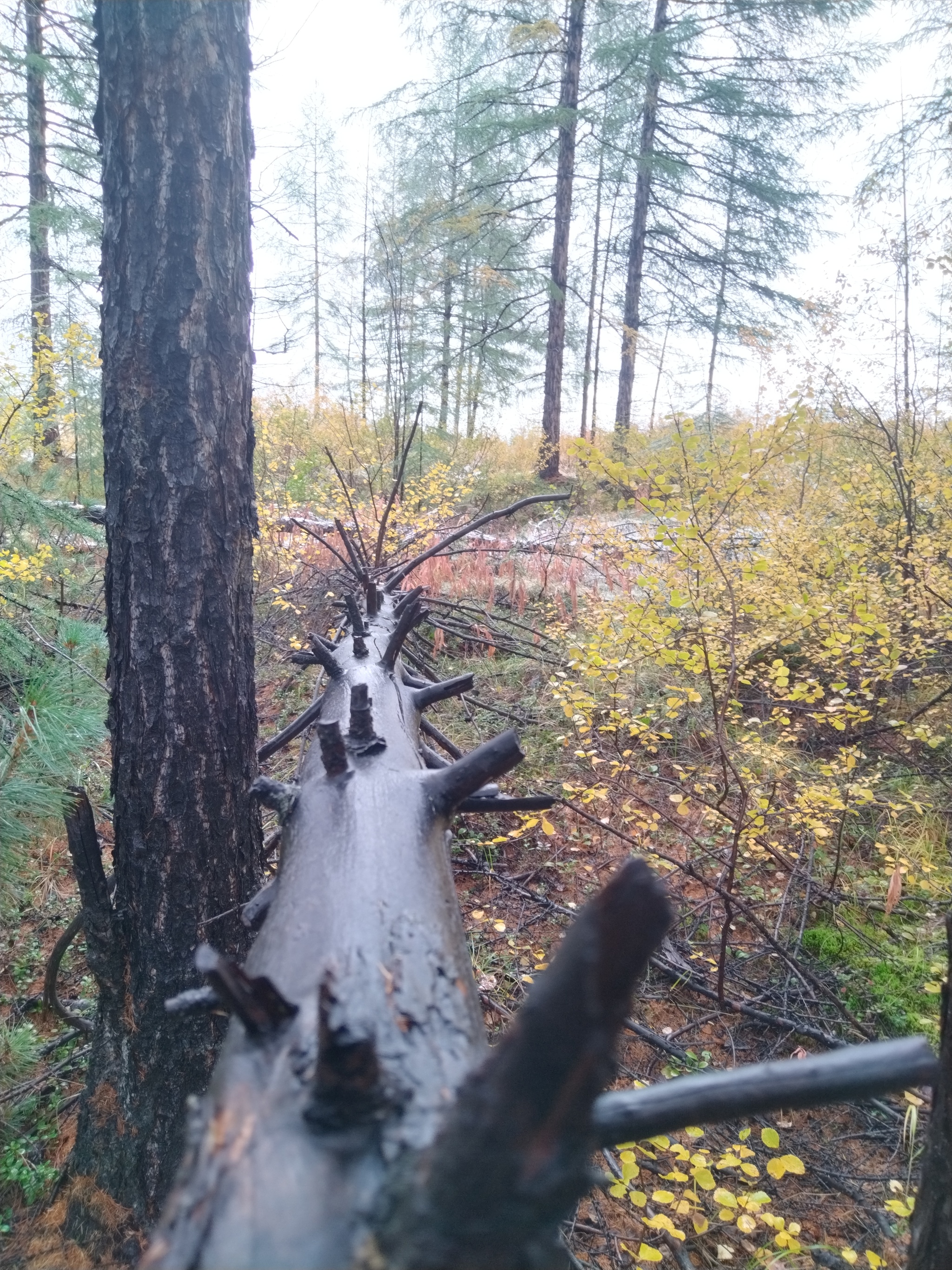 First snow - My, Snow, Mushrooms, Magadan Region, Autumn, Forest, Longpost, The photo, Dog