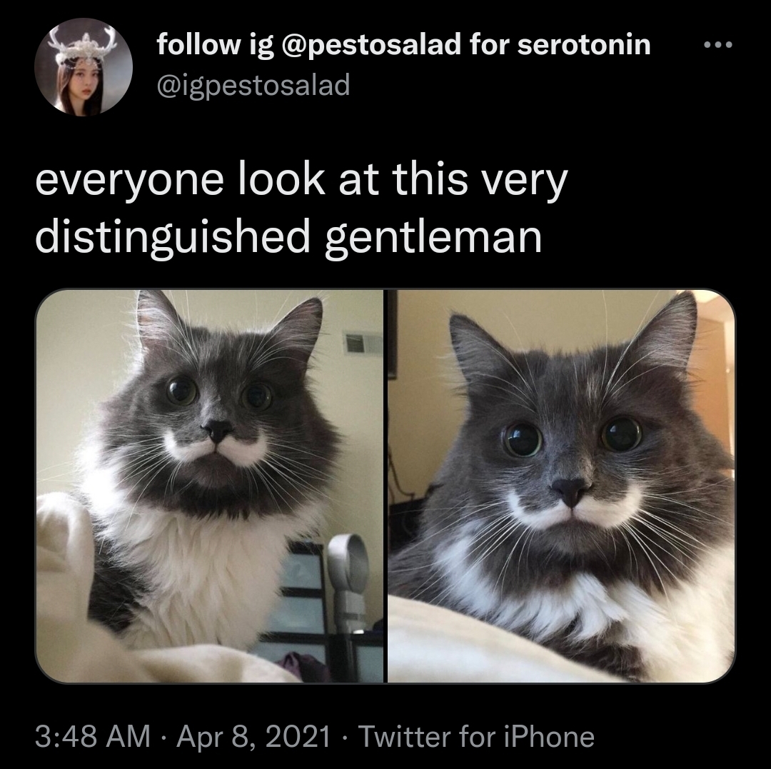 Gentlemen in your feed - Dog, cat, Gentlemen, Twitter, Усы, Screenshot, Milota