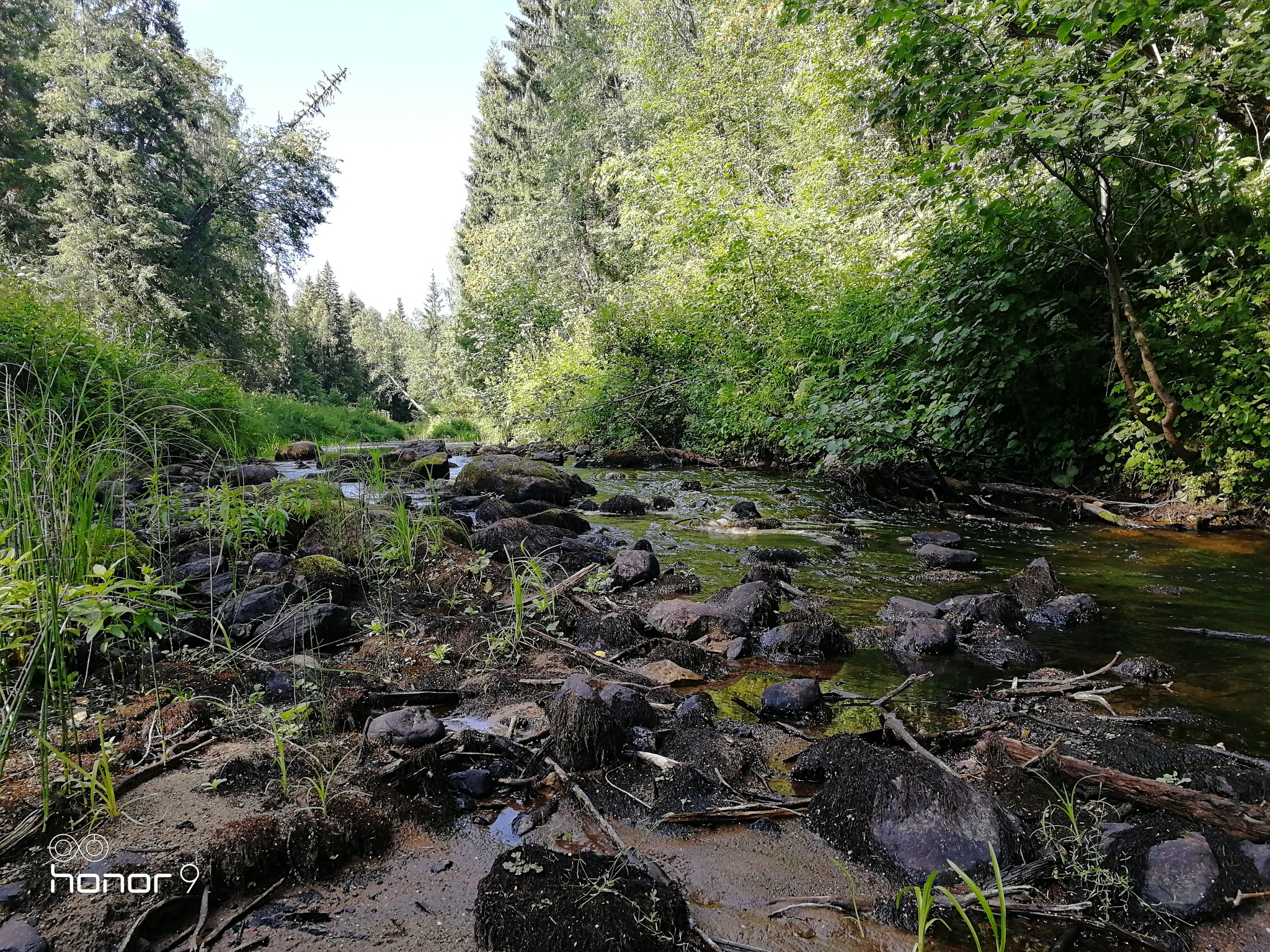 River in the forest - My, River, Beautiful, Greenery, Longpost, Forest