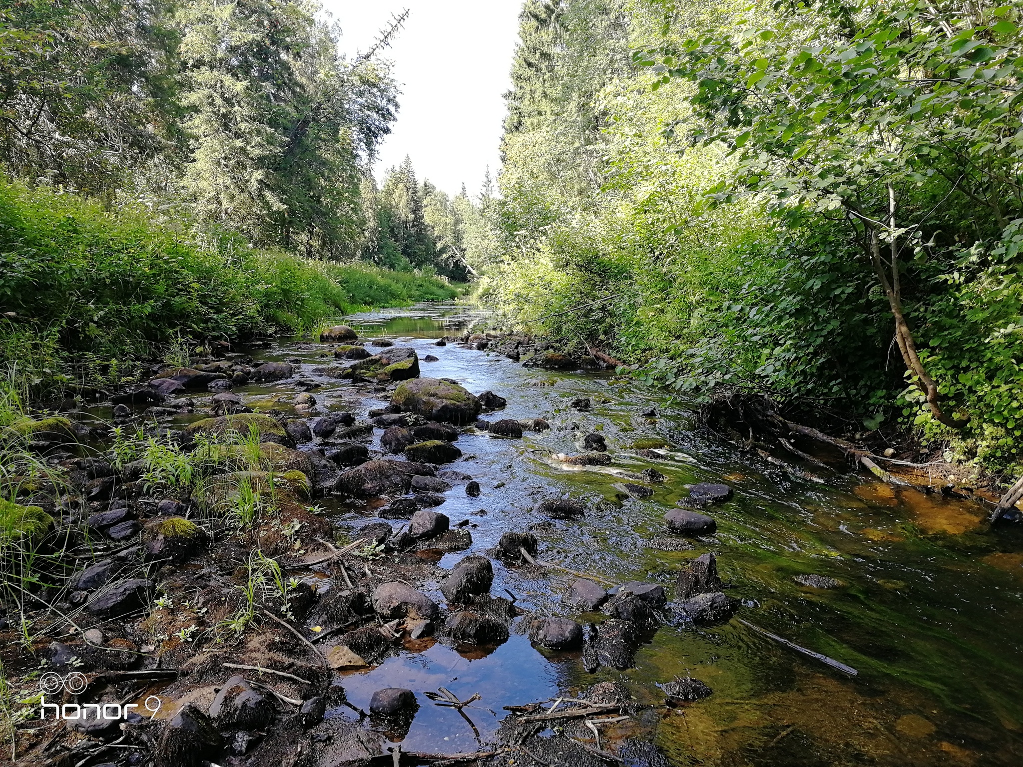 River in the forest - My, River, Beautiful, Greenery, Longpost, Forest