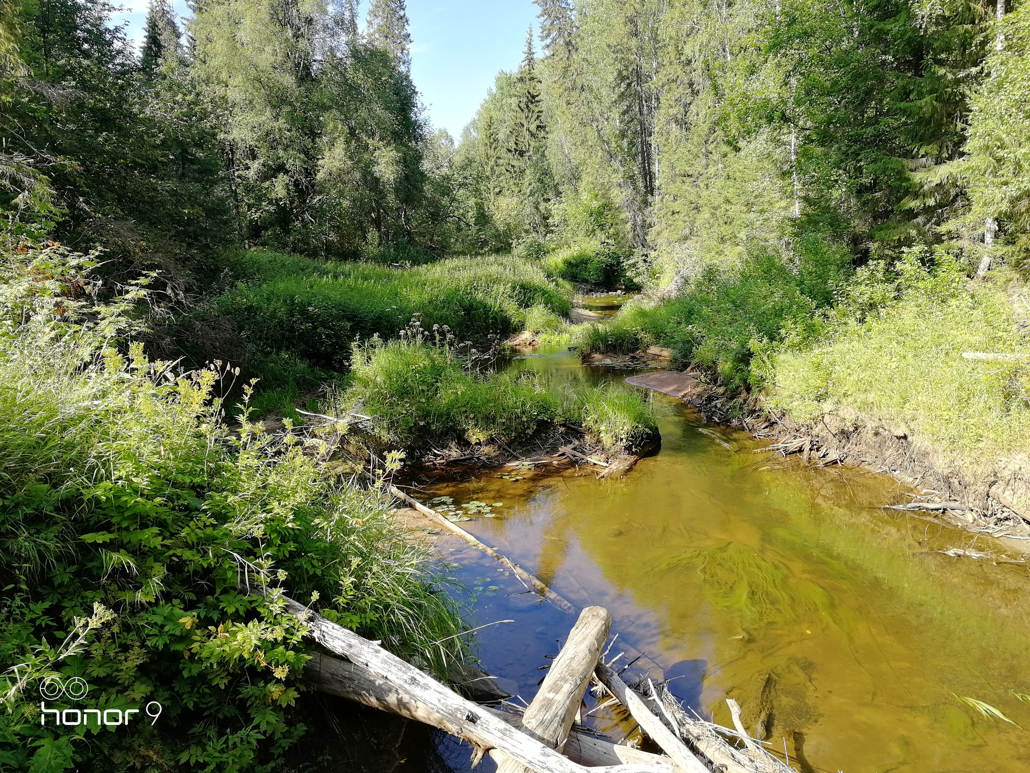 River in the forest - My, River, Beautiful, Greenery, Longpost, Forest