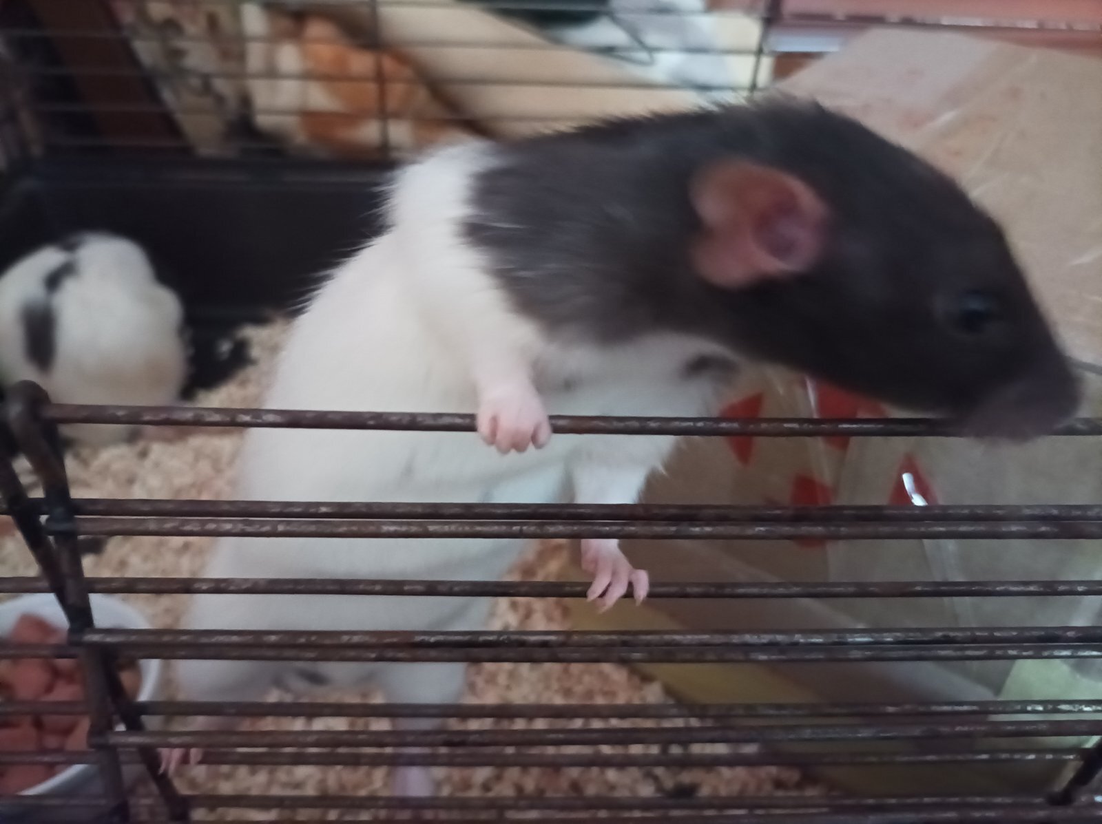 Replenishment - My, Decorative rats, Rat, Rodents, Longpost