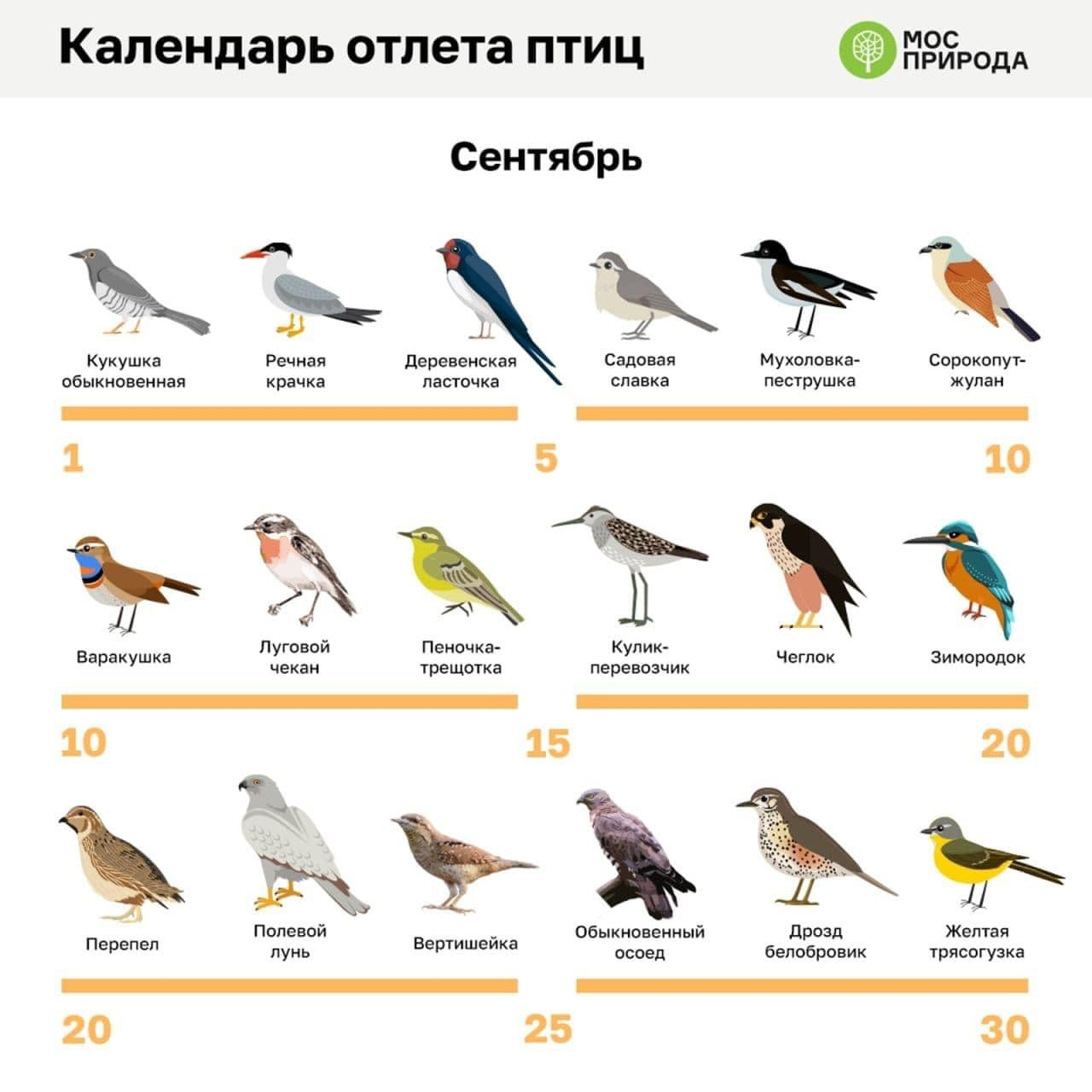 Кукуха отлетает первой | Пикабу