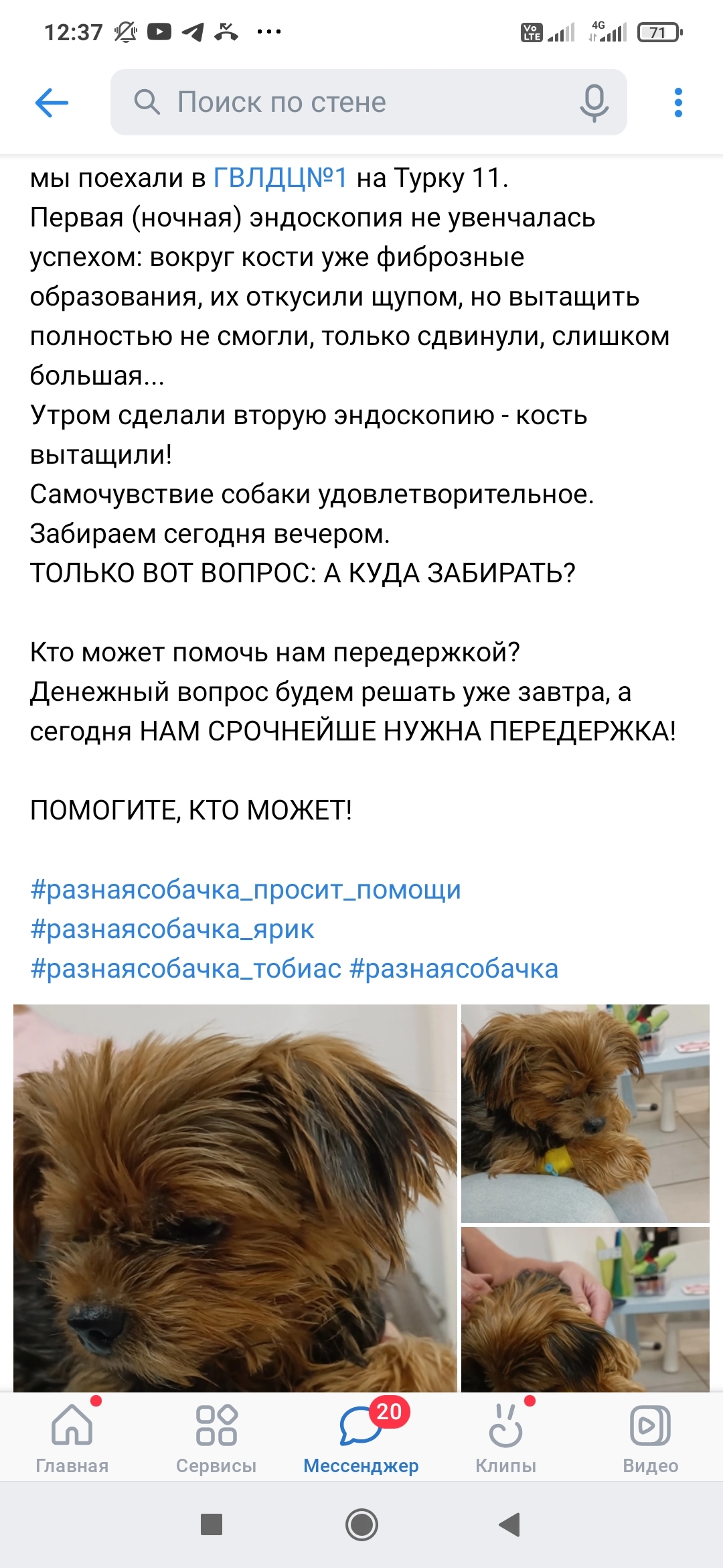 Continuation of the post “I really need help from a Yorkie from the Leningrad region. Probably ate bones. It turned out to be with people who drink heavily  - My, Dog, Yorkshire Terrier, Saint Petersburg, No rating, In good hands, Longpost, Numbers, Reply to post, Leningrad region