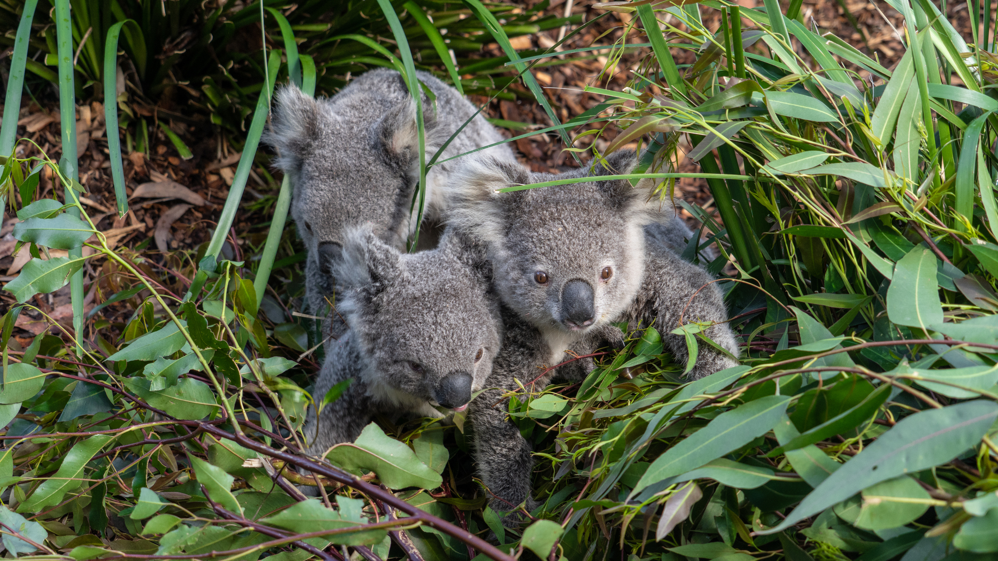 australian reptile park - My, Australia, The photo, Contact zoo, Video, Longpost