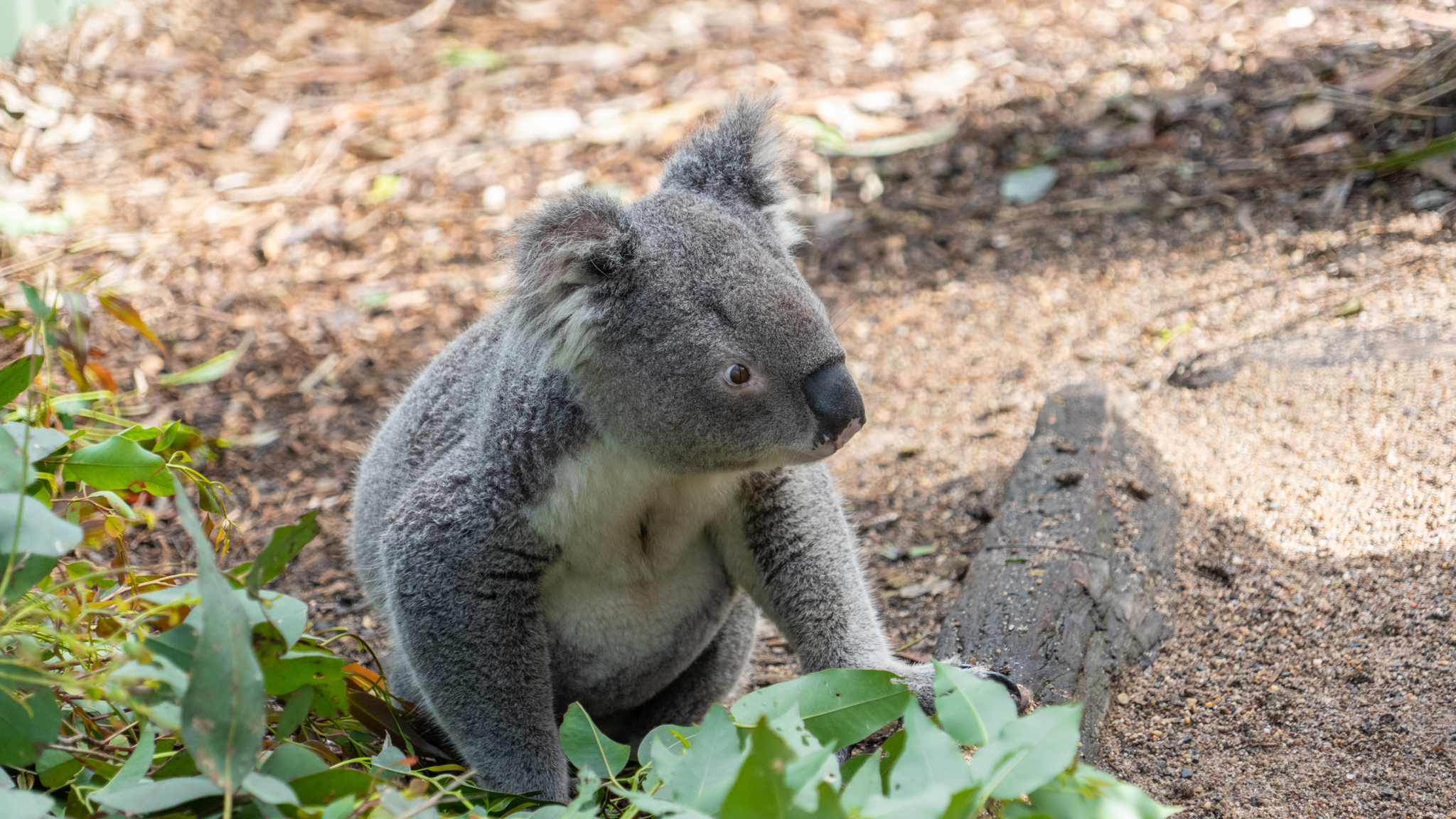 australian reptile park - My, Australia, The photo, Contact zoo, Video, Longpost