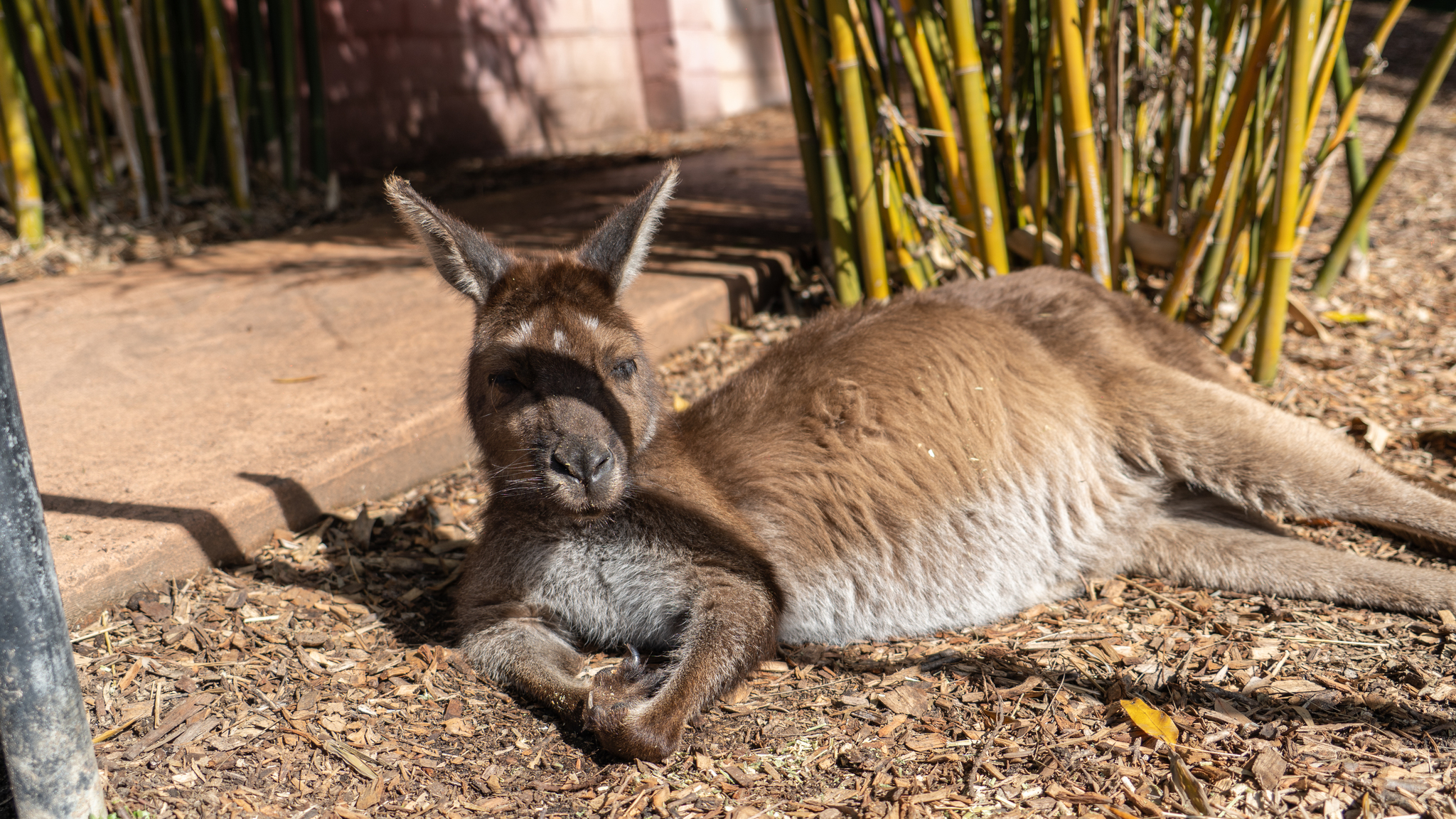 australian reptile park - My, Australia, The photo, Contact zoo, Video, Longpost