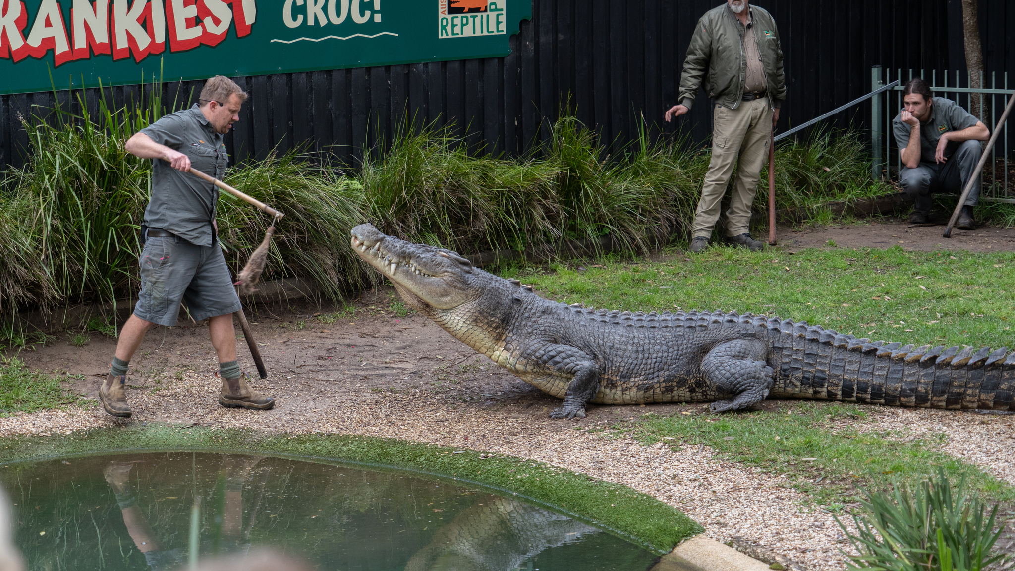 australian reptile park - My, Australia, The photo, Contact zoo, Video, Longpost