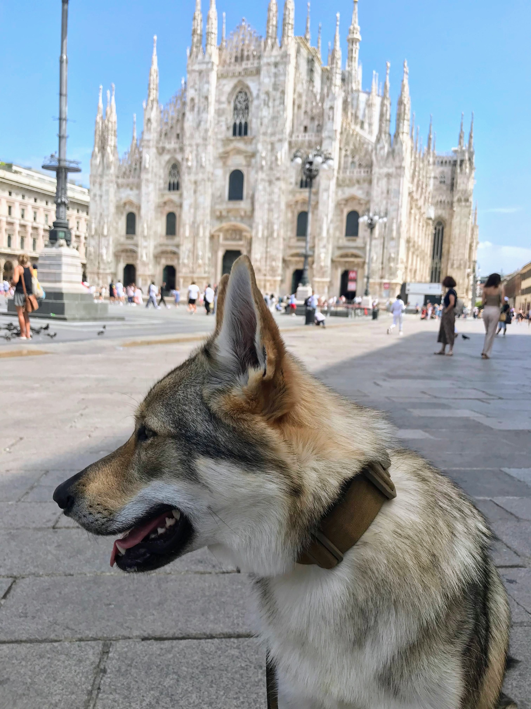 Puppy on vacation - My, Dog, Photo on sneaker, Czechoslovak Vlcak, Vacation, Longpost