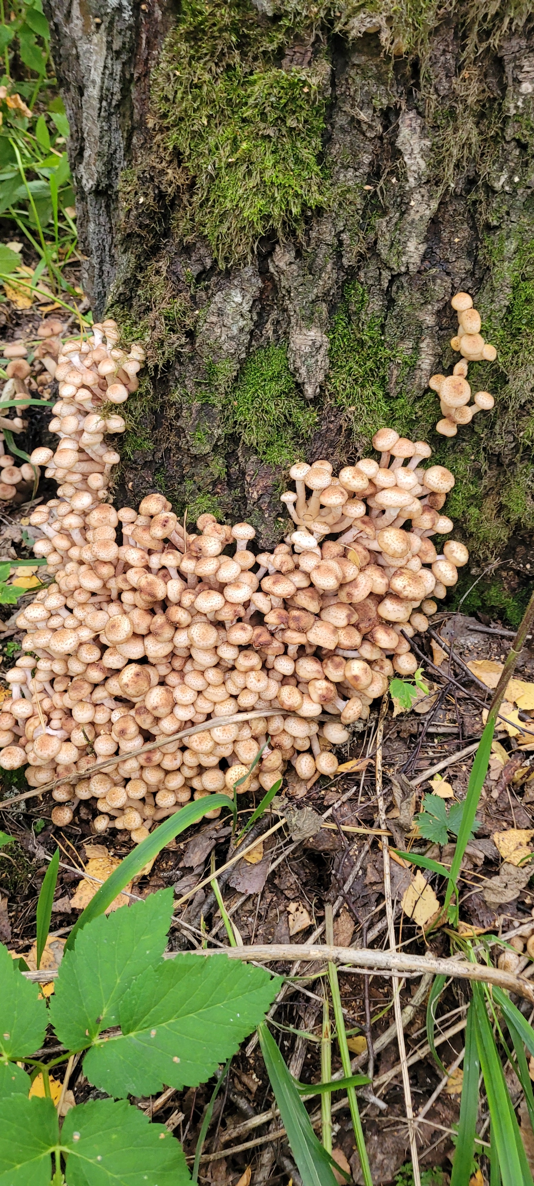 At first, in a high ... And then, at the beginning of the second hour in the bathroom, you begin to curse your desire to collect this canoe - My, Siberia, Honey mushrooms, Longpost, Mushrooms, Silent hunt, Mushroom pickers