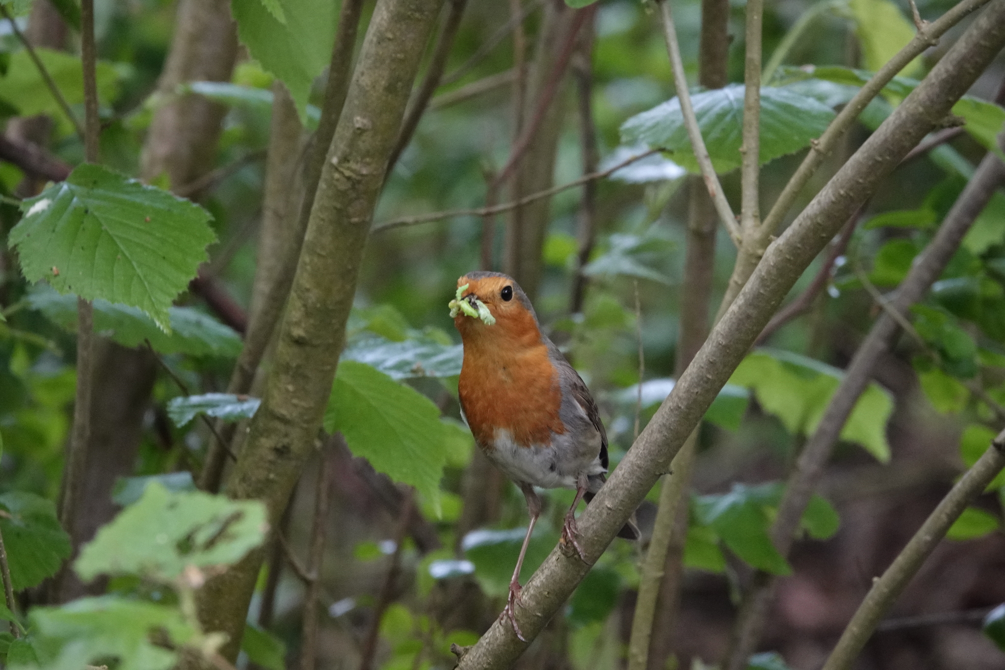 Walk in the park - My, Netherlands (Holland), The photo, Nature, Birds